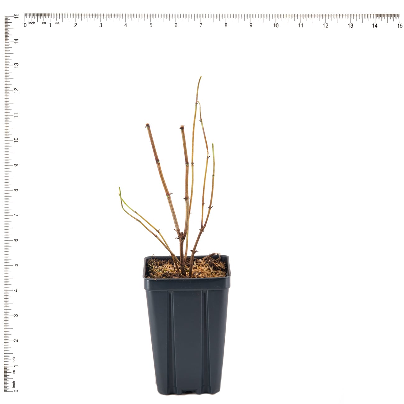 Van Zyverden 82942 Plant-Bulbs - View #3