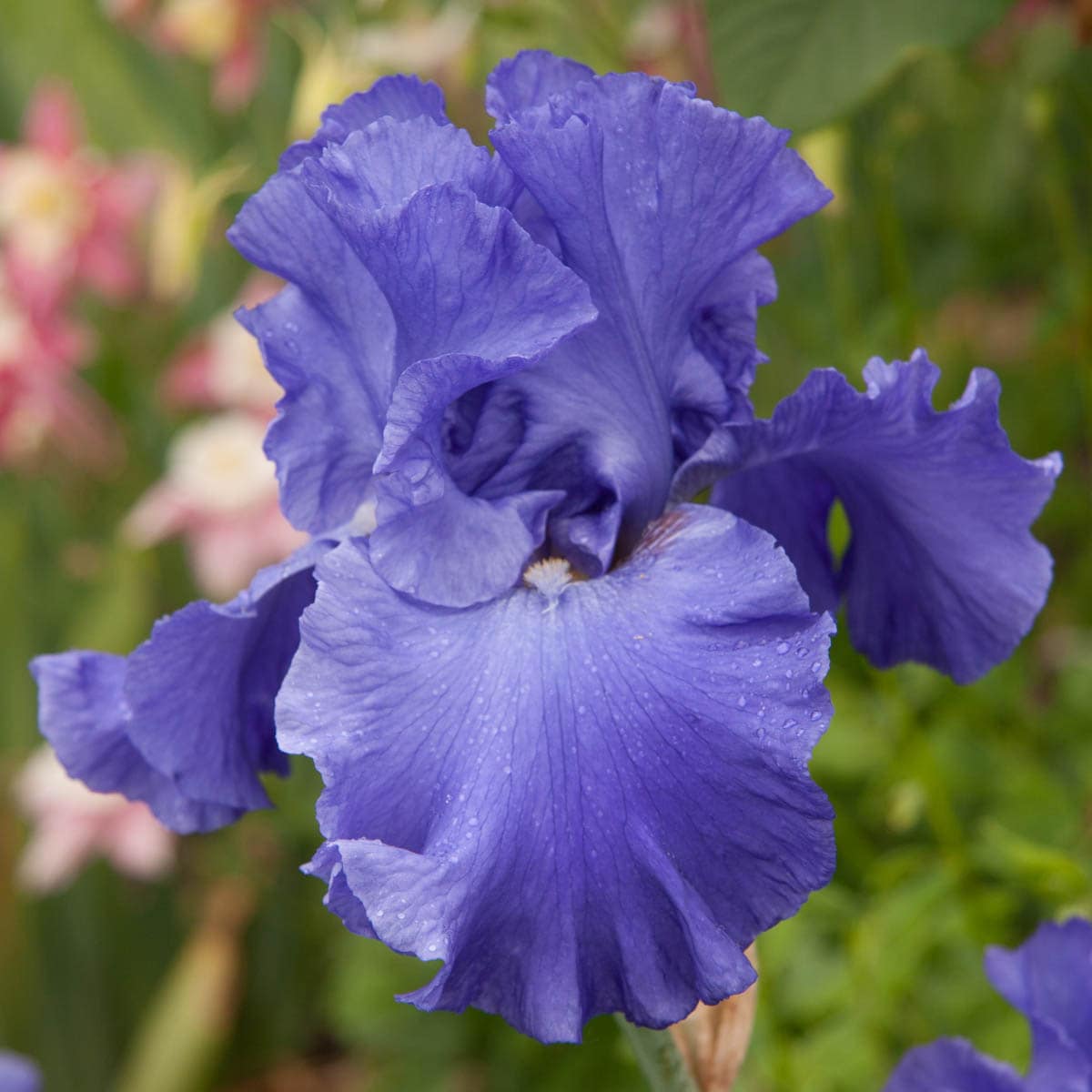 His Royal Highness Iris Perennials at Lowes.com