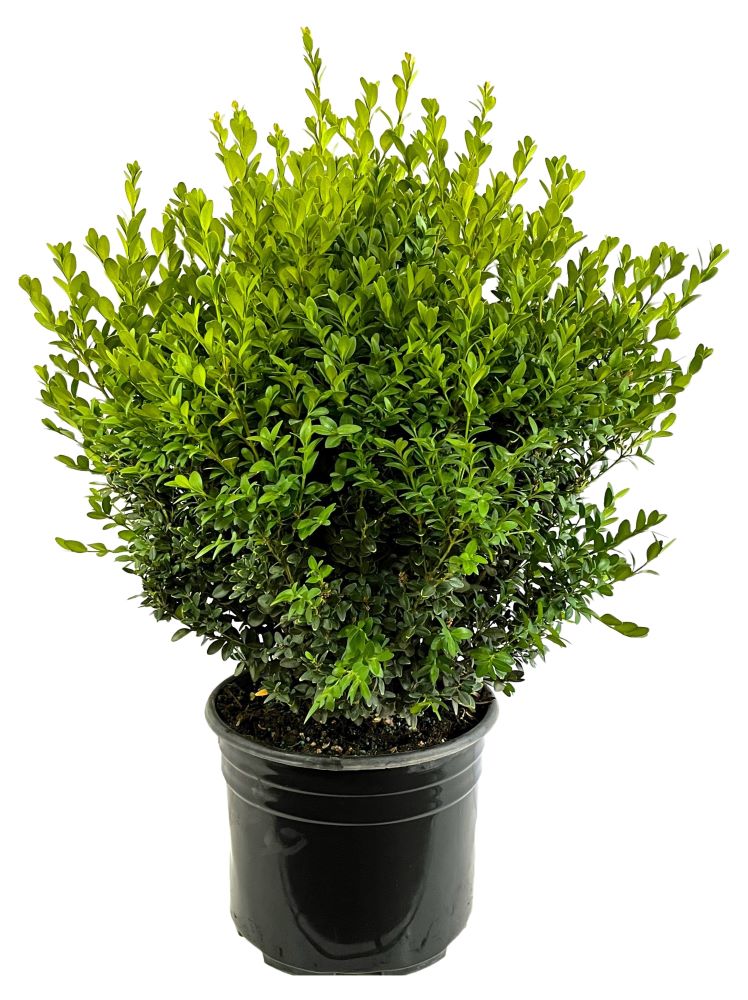 Green Velvet Boxwood - 3 or 5 gallon container – Lots of Plants