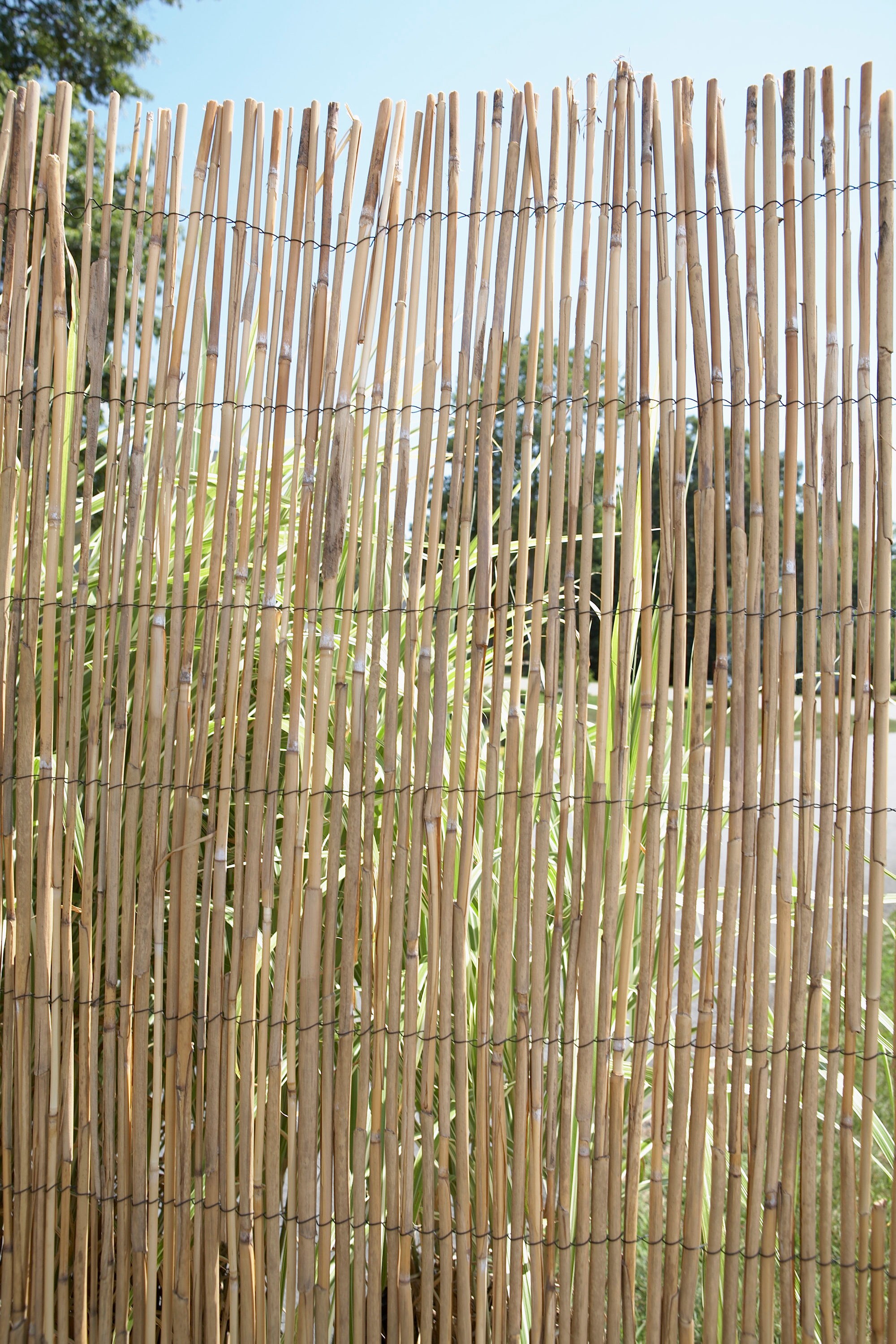 Backyard X-Scapes 192-in W x 72-in H Natural Reed Outdoor Privacy ...