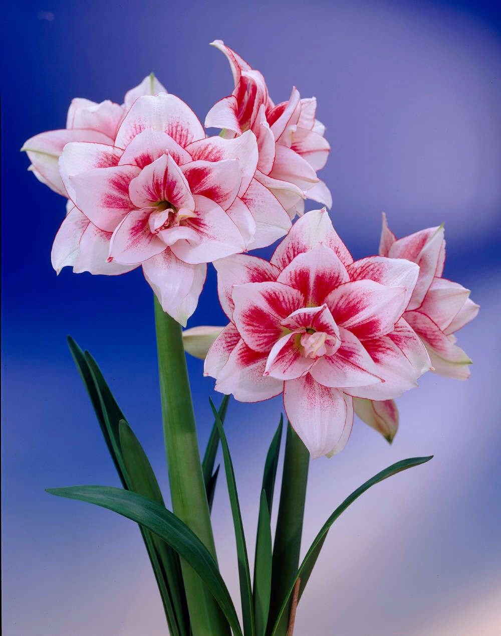 Hirt's Gardens - Elvas Double Amaryllis Bulb - Double Flower - 34/36 cm Bulb