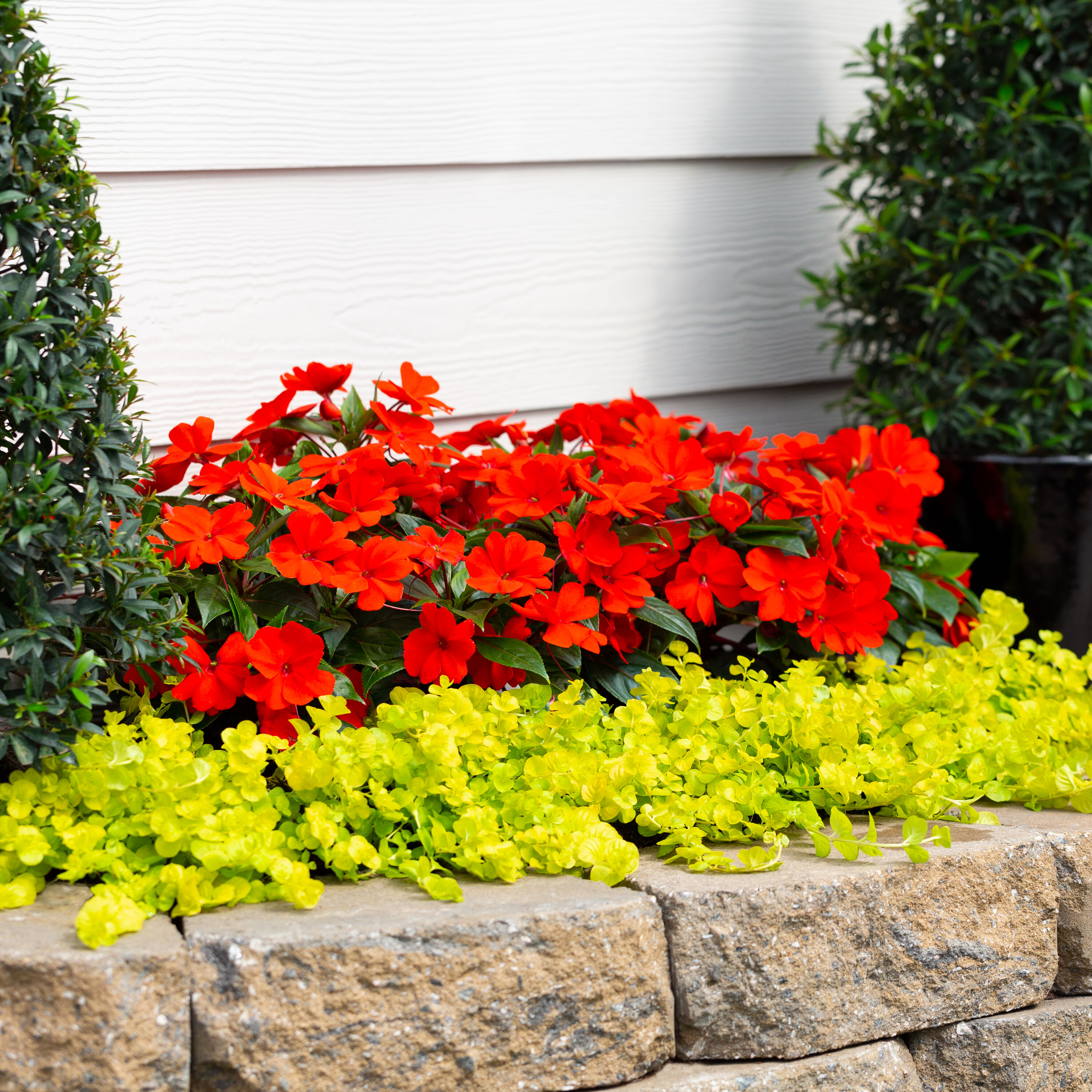 Monrovia 4827 annuals - View #3