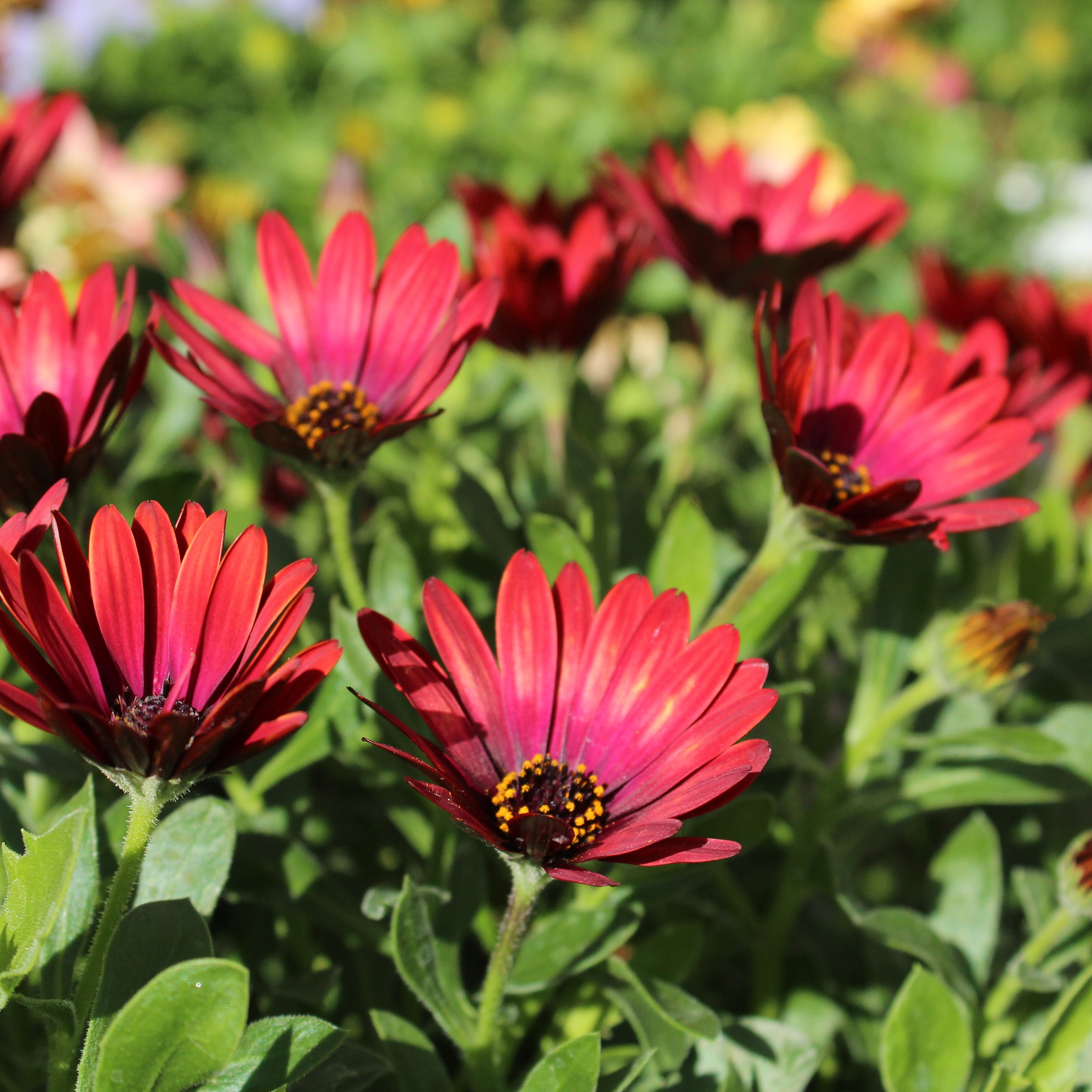 Lowe's NURSERY annuals - View #2