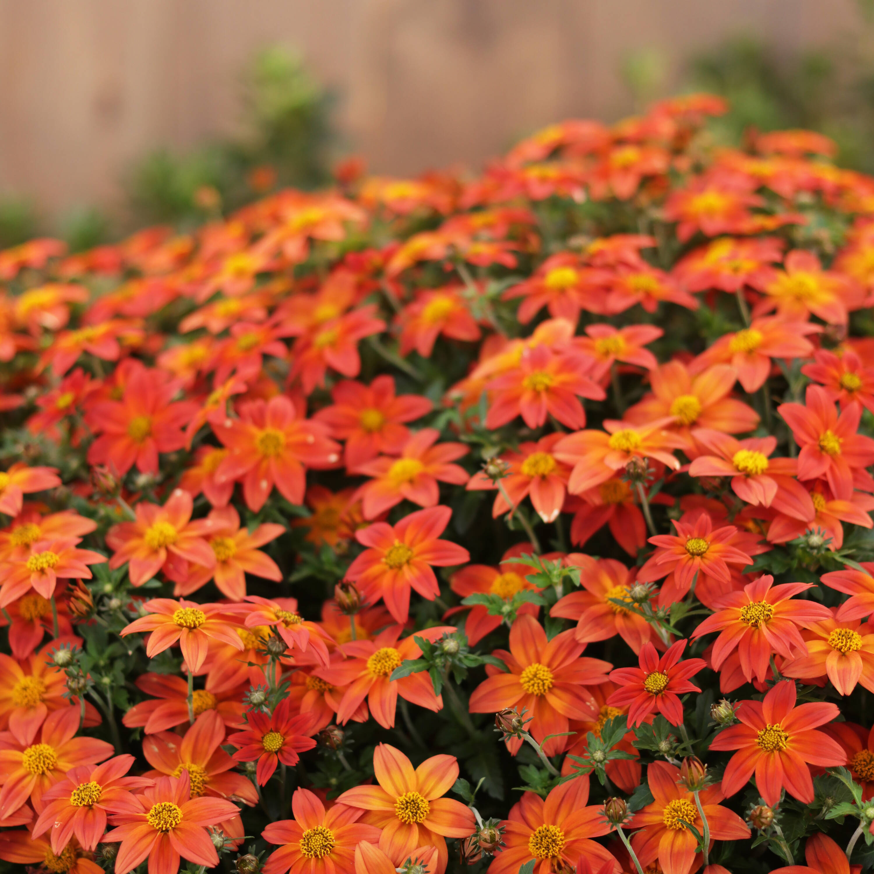 Proven Winners BIDPRW1067504 annuals - View #4