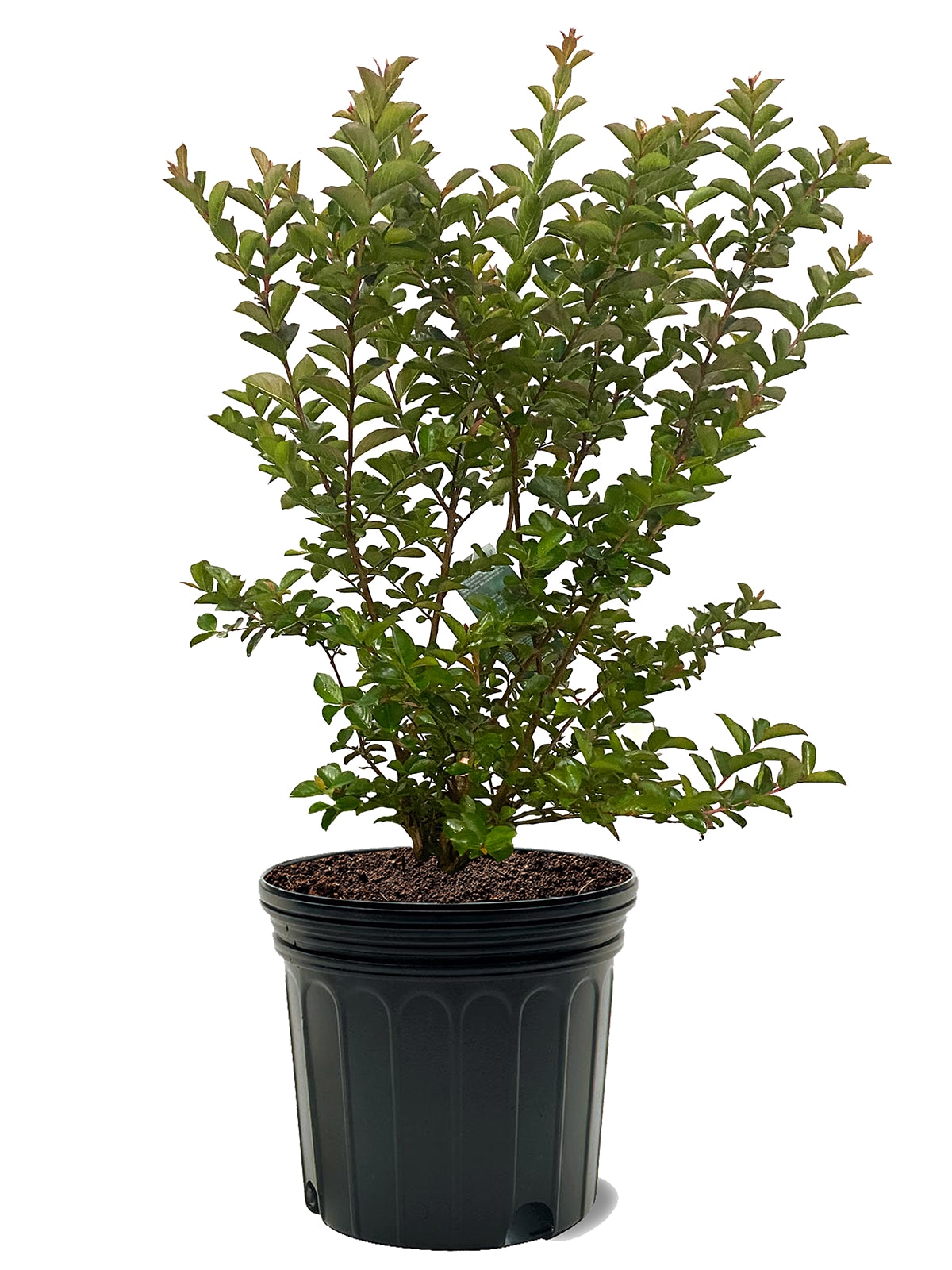 Southern Planters Sioux Crape Myrtle Plants, Bulbs & Seeds at Lowes.com