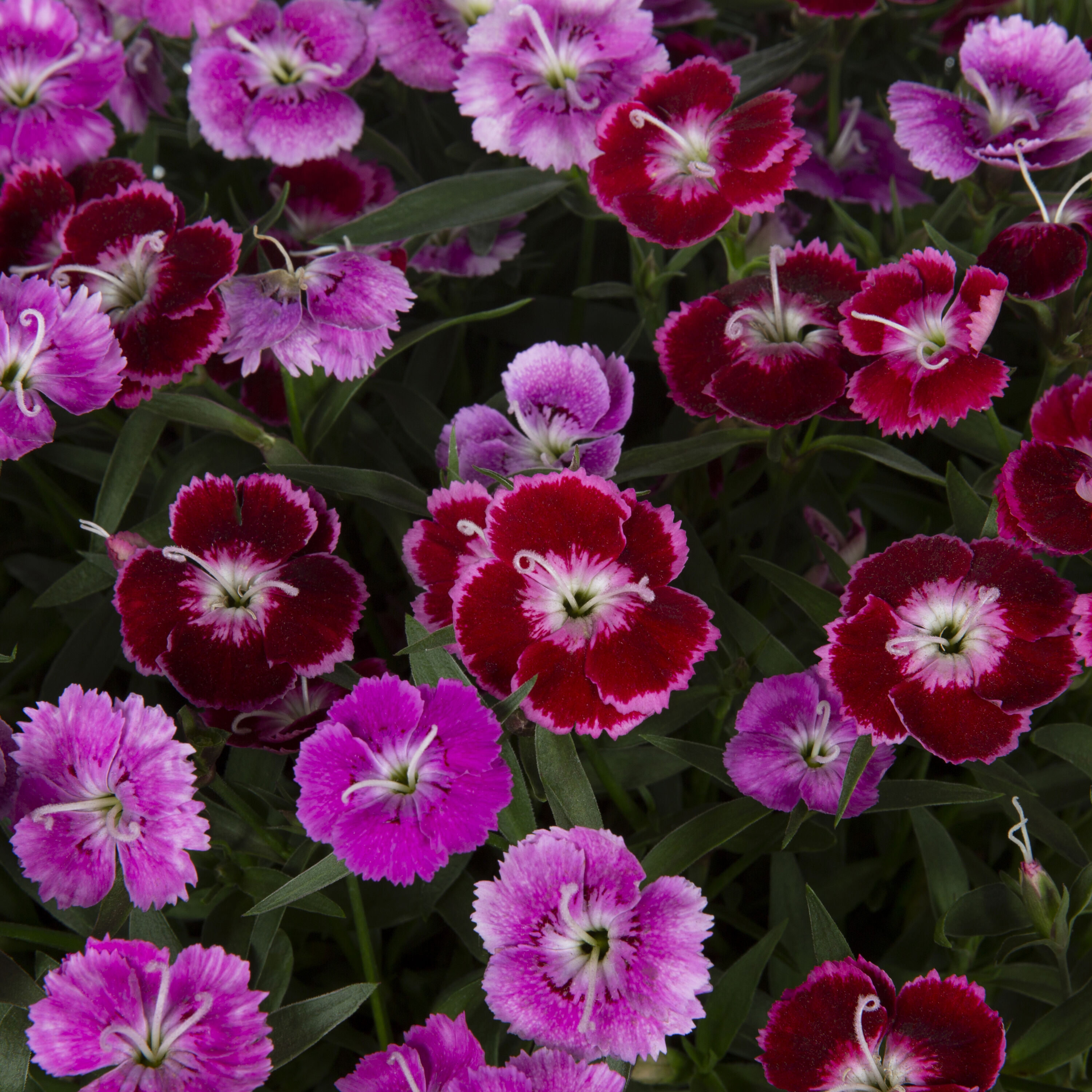Monrovia 79158 annuals - View #4
