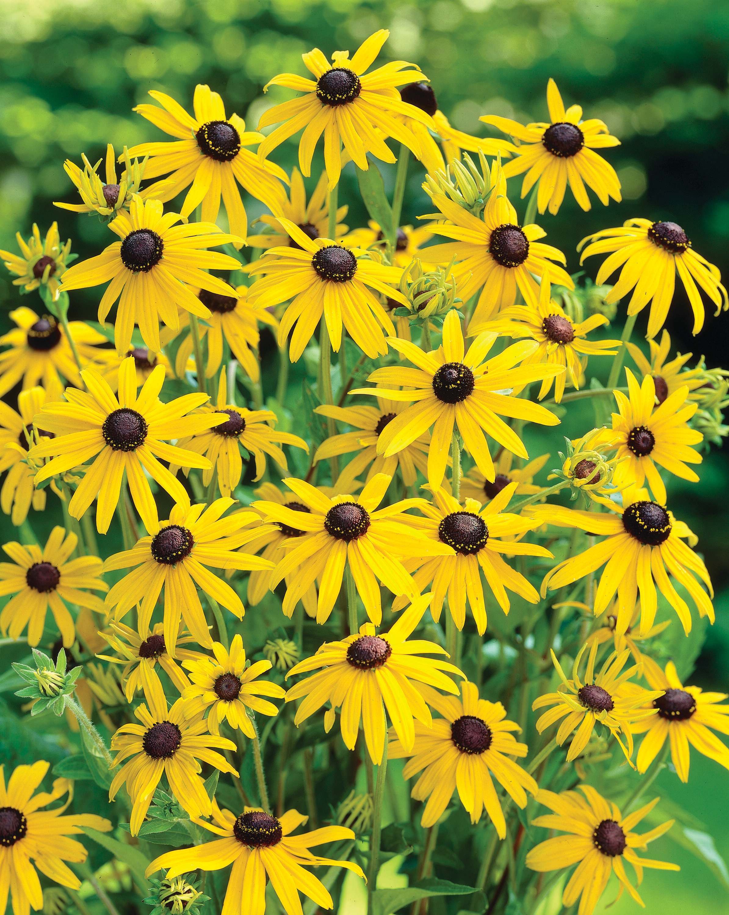 Garden State Bulb 07972 RUDBECKIA GOLDSTRUM 5-PK PBS