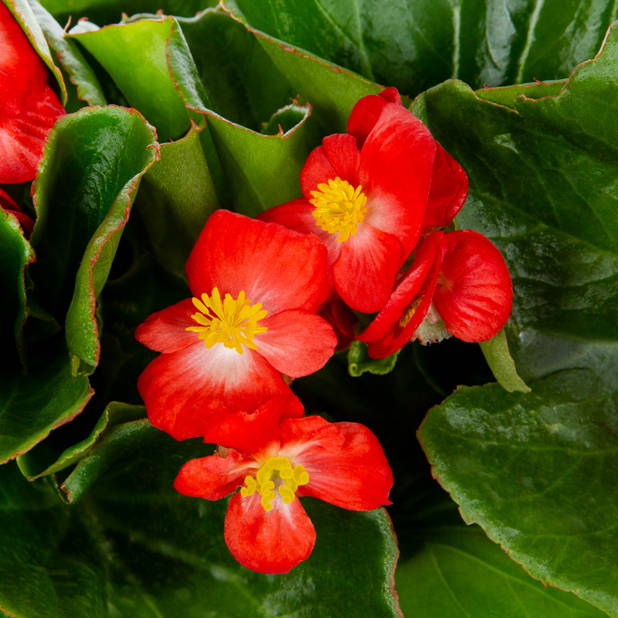Metrolina Greenhouses 5049 annuals - View #2