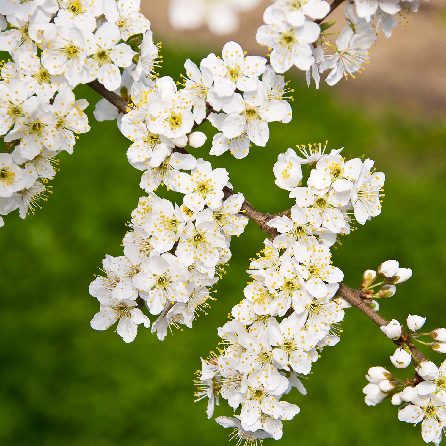 Gurney's Seed And Nursery Fruit Au Roadside Plum Standard Starter Tree ...