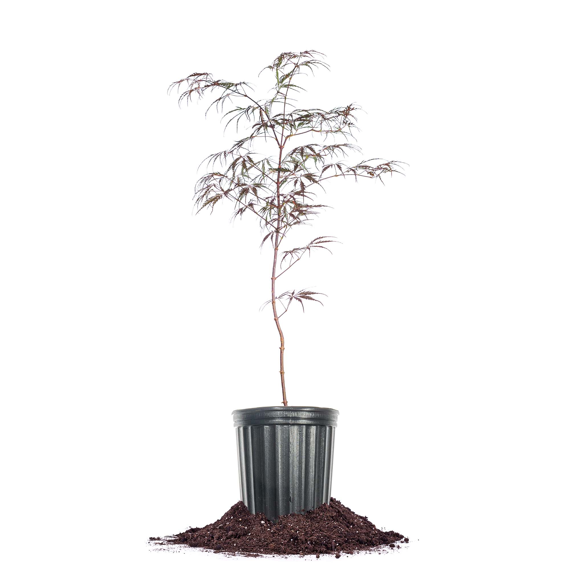 Perfect Plants LOTAMUKEYAMA1G 1 -Gallon Feature Tamukeyama Japanese Maple In pot (with soil)
