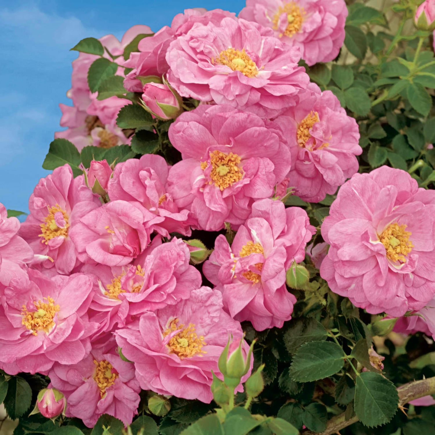 Spring Hill Nurseries 86288 roses - View #2