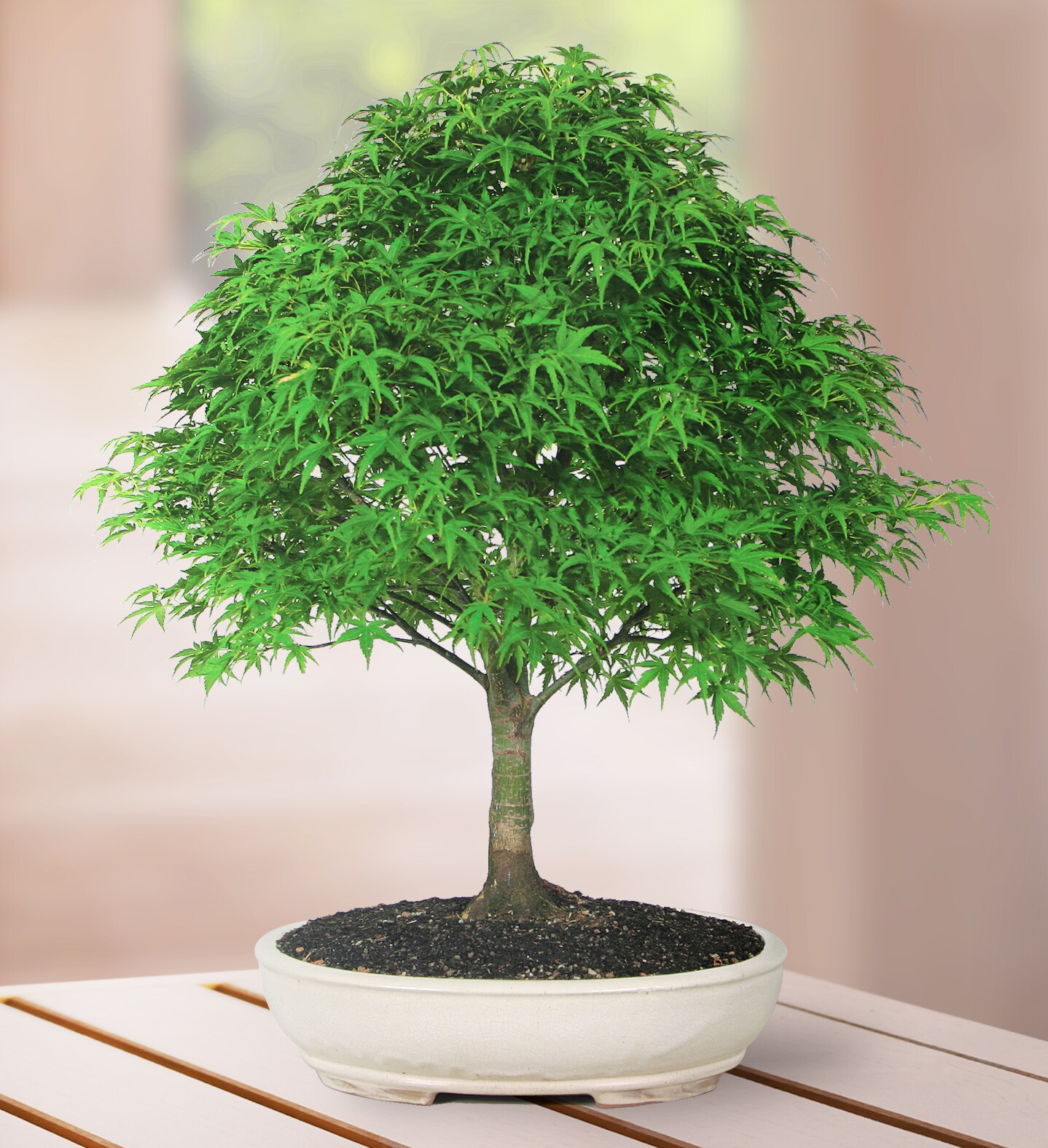Brussel's Bonsai DT8023JMSP hseplants - View #4