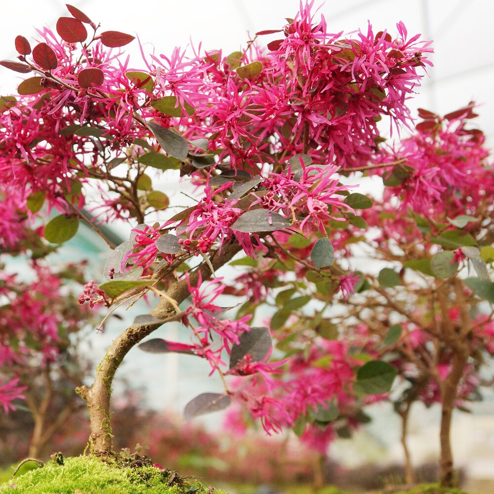 Brussel's Bonsai DT8045FF trees - View #3