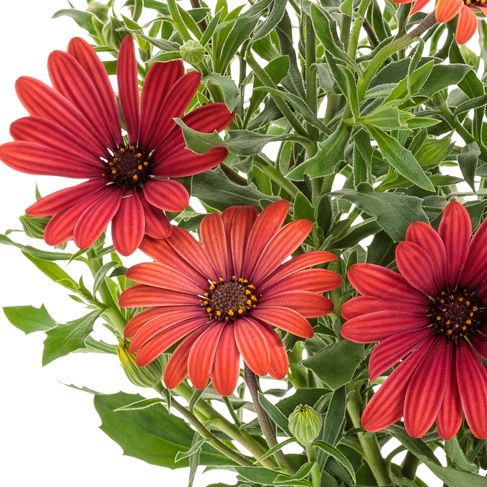 Lowe's NURSERY annuals - View #2