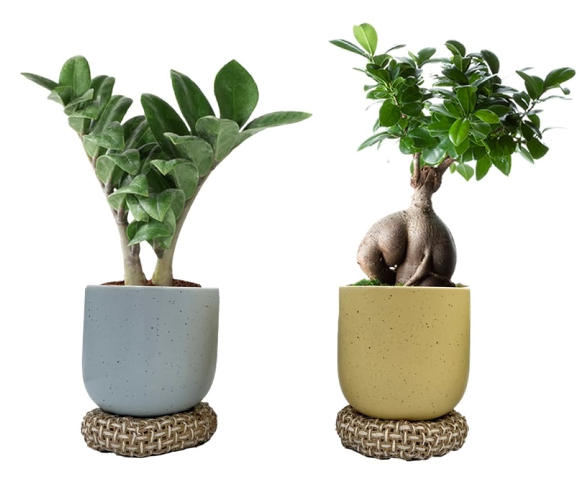 LiveTrends ASB07648 Nested House plant in 12 Ounce(s) Pot 1 -Pack