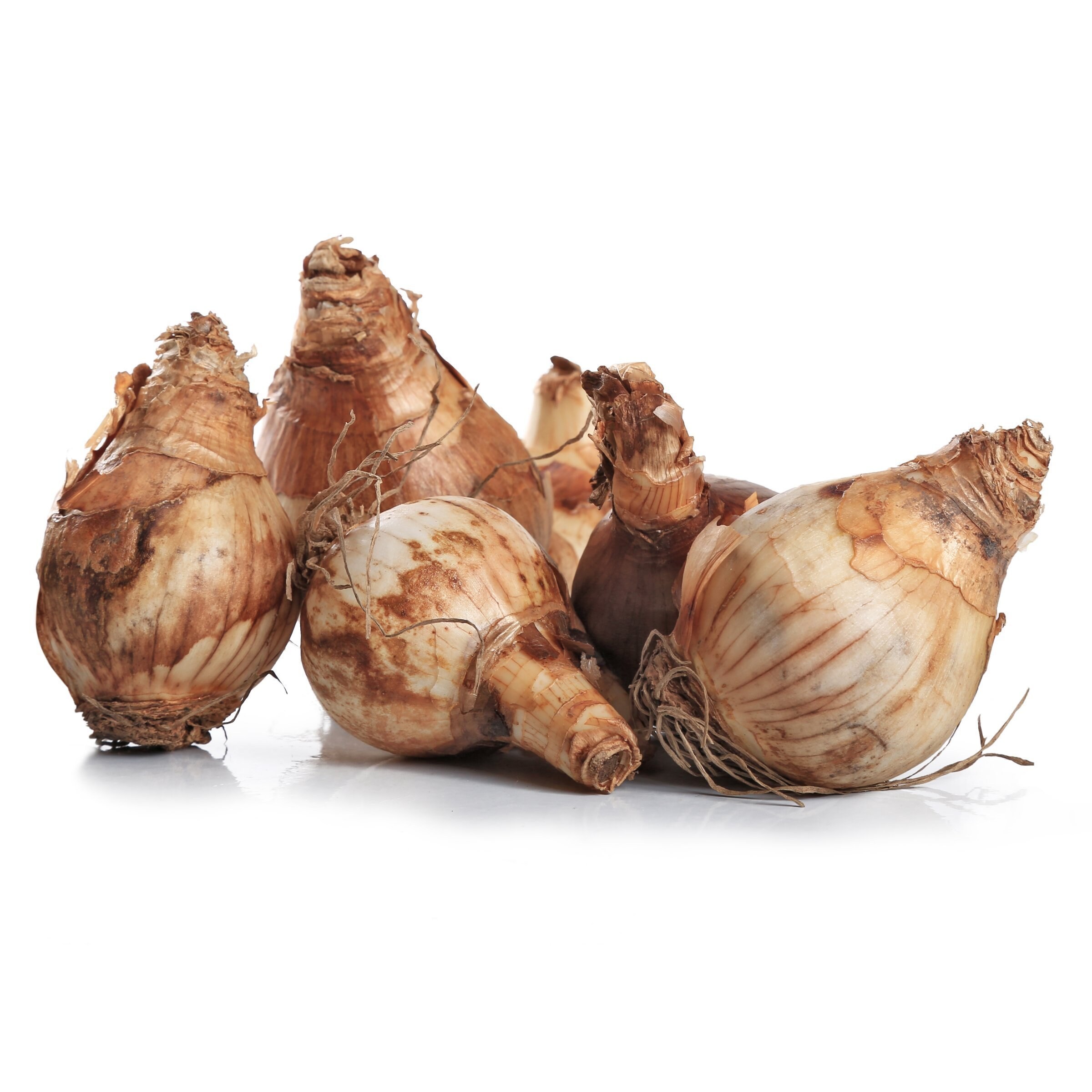 National Plant Network LW3141B Plant-Bulbs - View #10