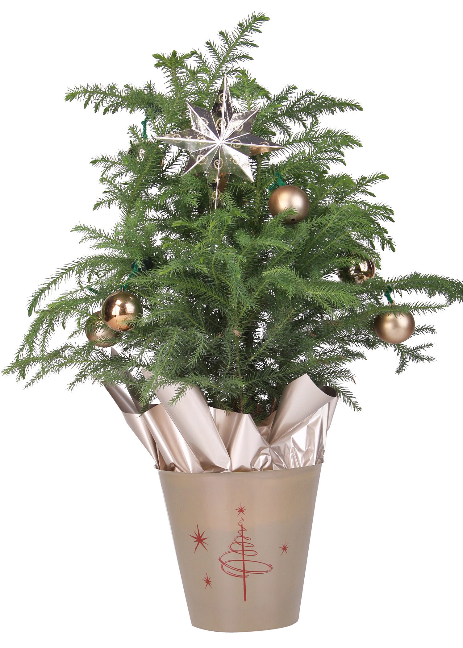 Holiday Living NURSERY annuals - View #2