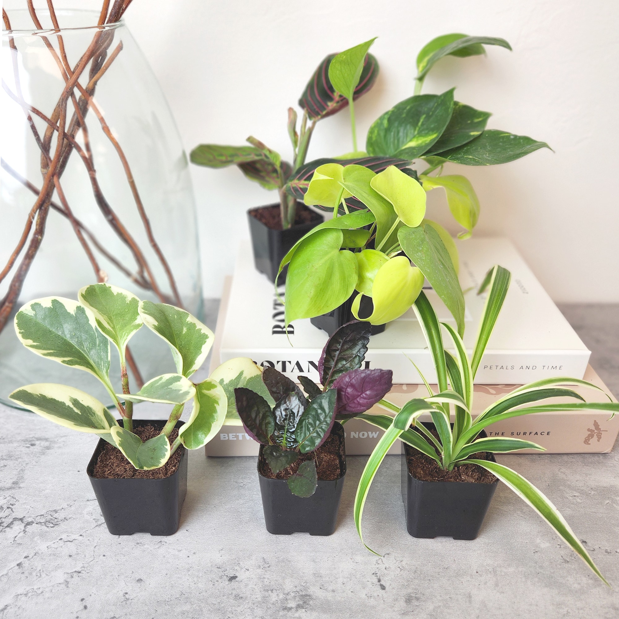 Altman Plants 0881361 hseplants - View #4