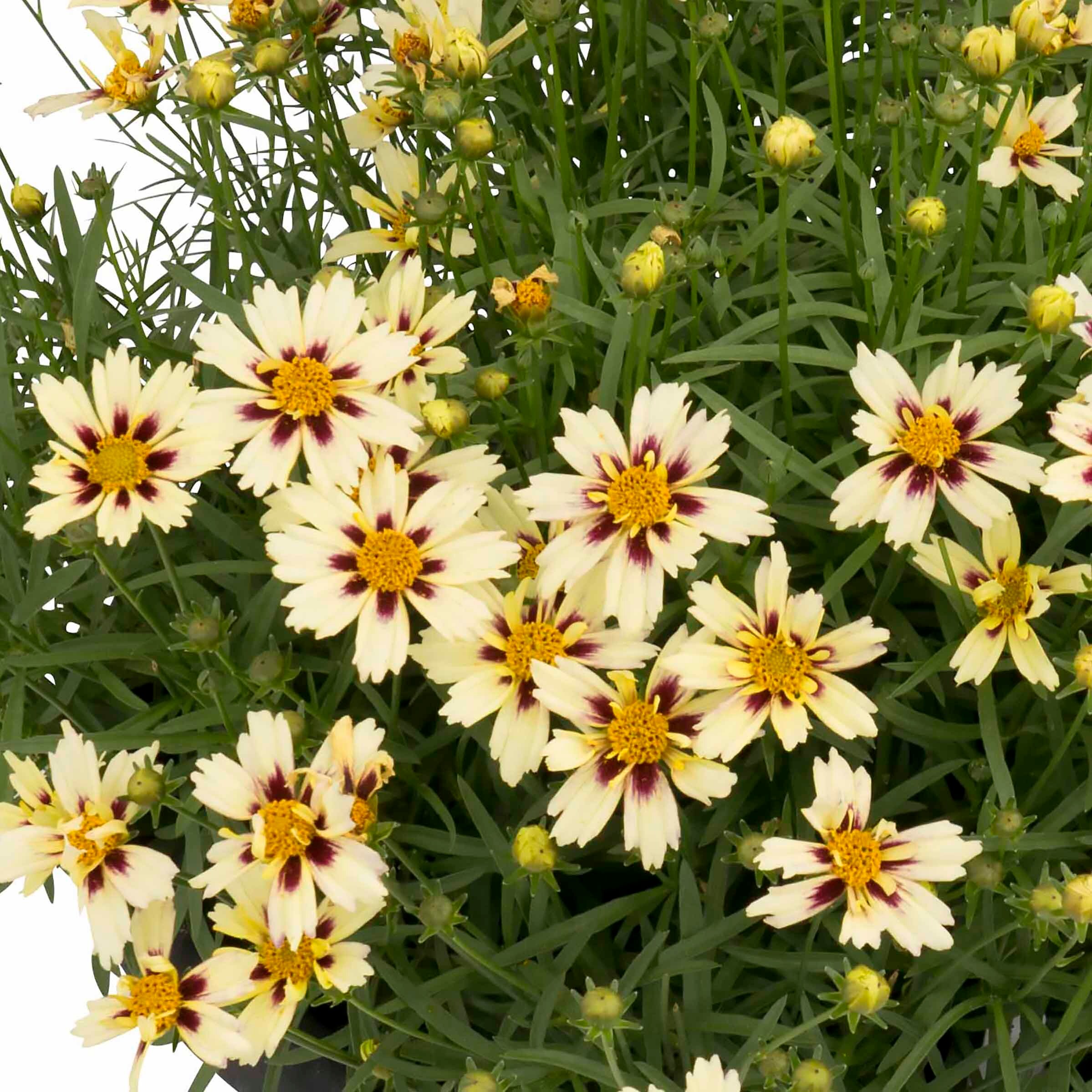 Monrovia NURSERY perennials - View #2