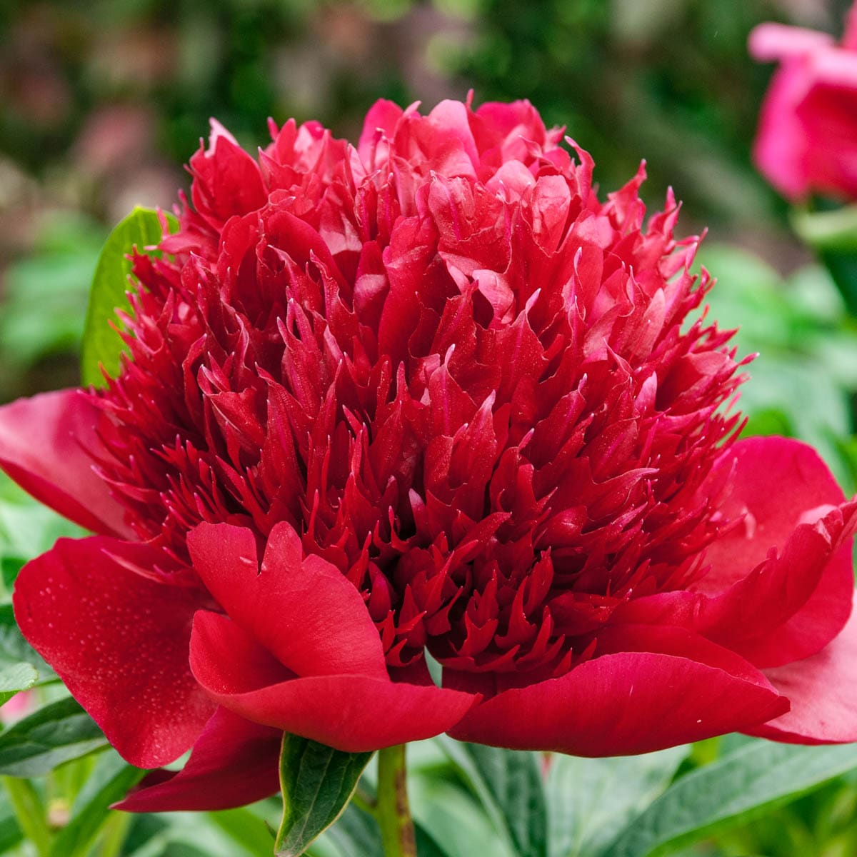 Konfrontere kalv lige ud Breck's Red Charm Peony in 1-Pack Bareroot in the Perennials department at  Lowes.com