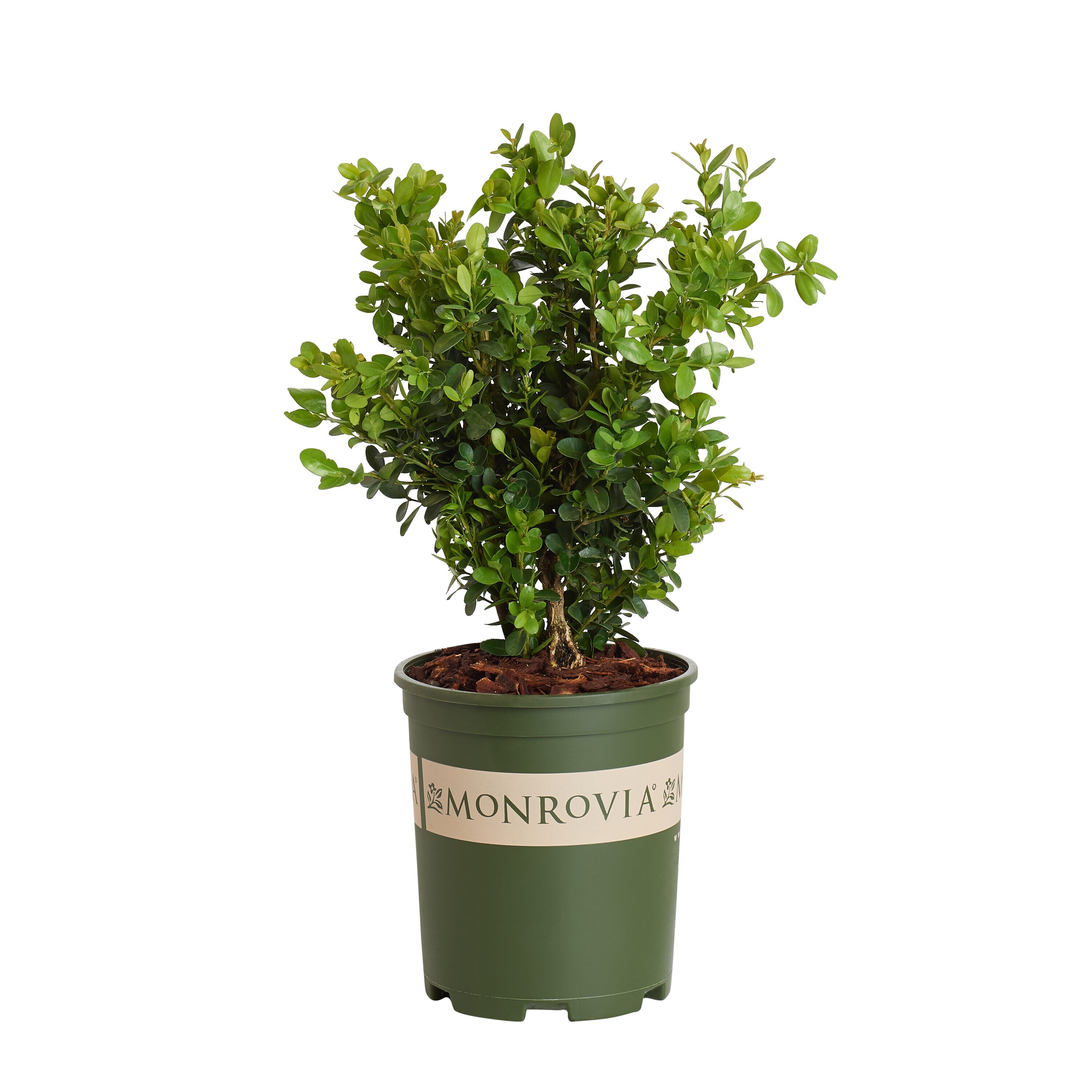 Green Tower Boxwood Shrubs at Lowes.com