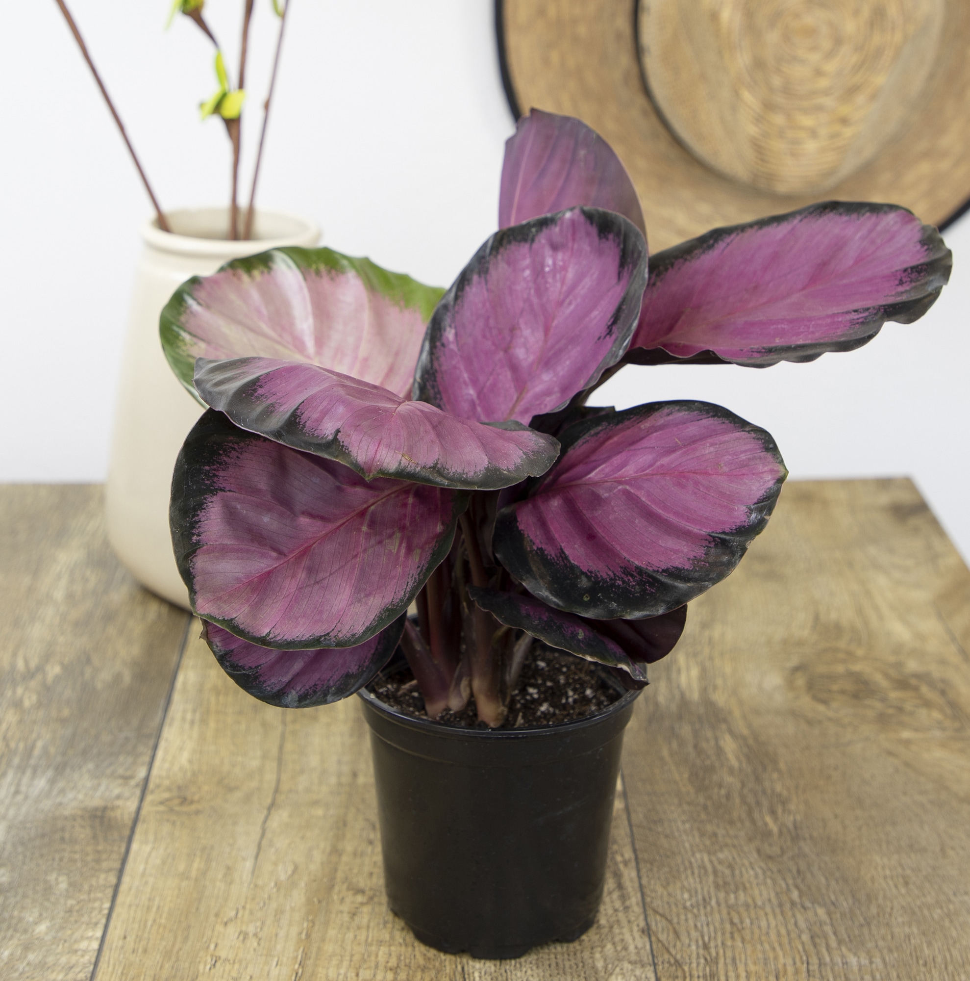 Black Plastic Indoor/Outdoor Calathea Plant in 15" Planter