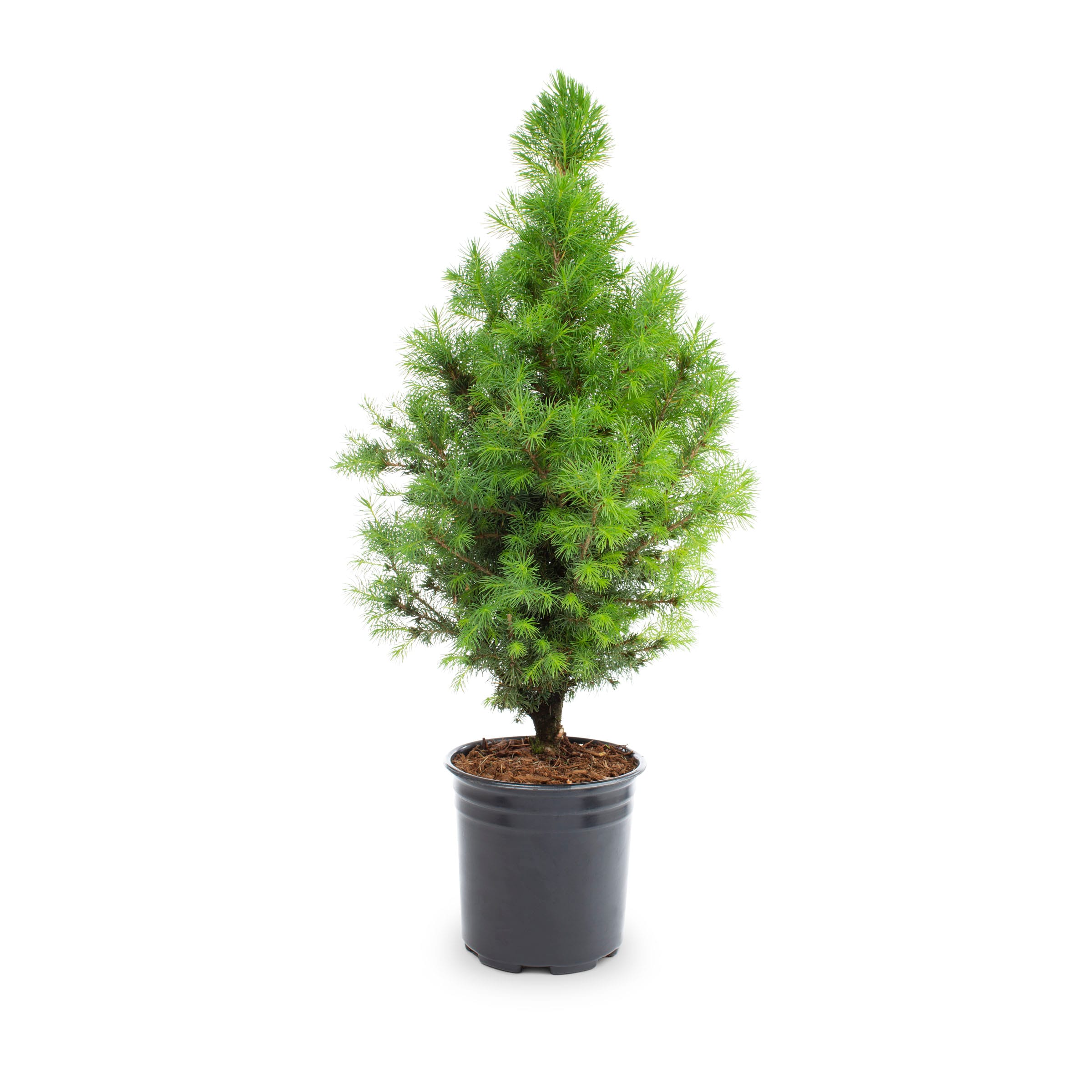 Holiday Living NURSERY Dwarf Alberta Spruce Feature Shrub in 2.5 -Quart Pot 1 -Pack Insignificant