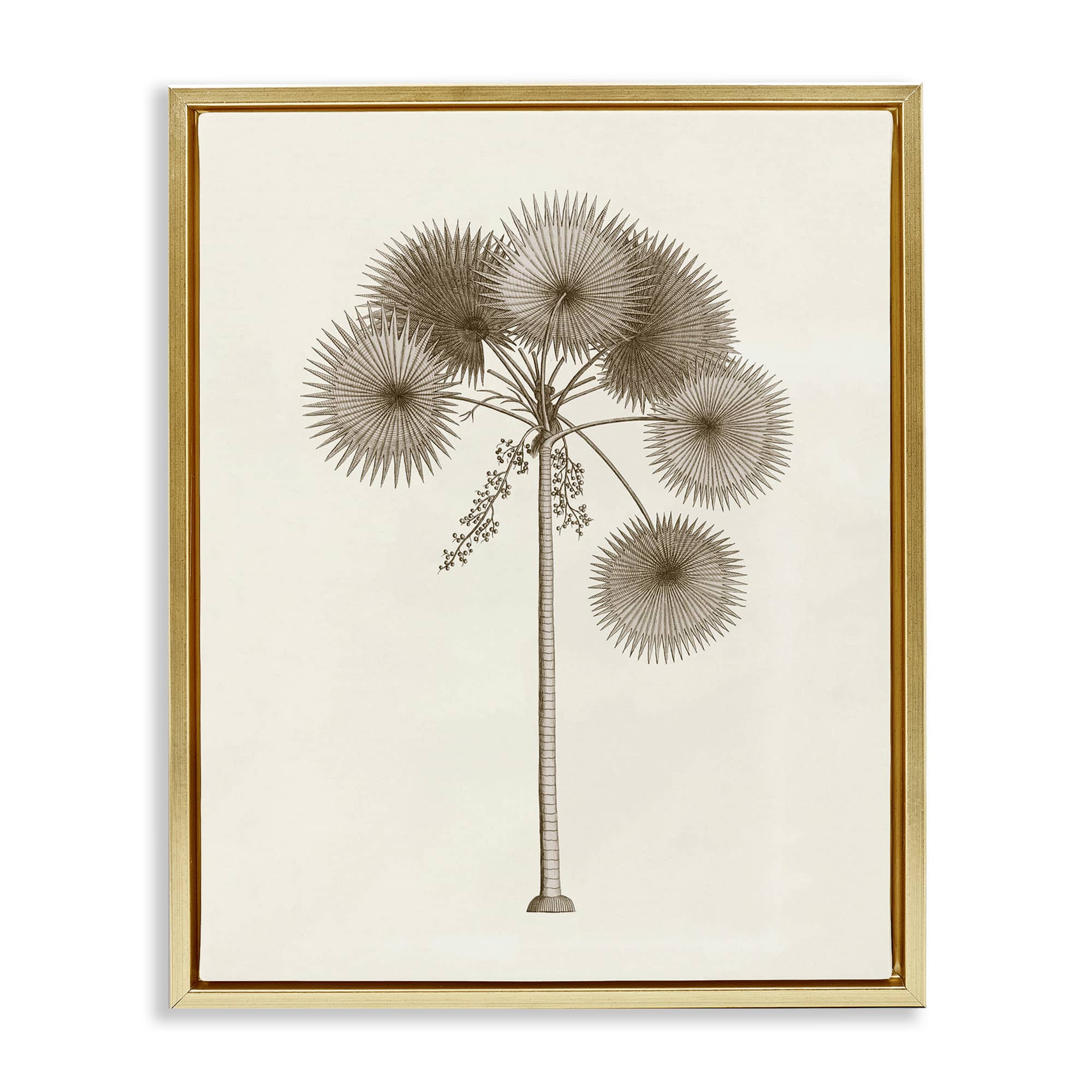 Stupell Industries BT-481-FFG-24X30 Vintage Study of Palm Tree Floating Frame design by Phillipa Katz