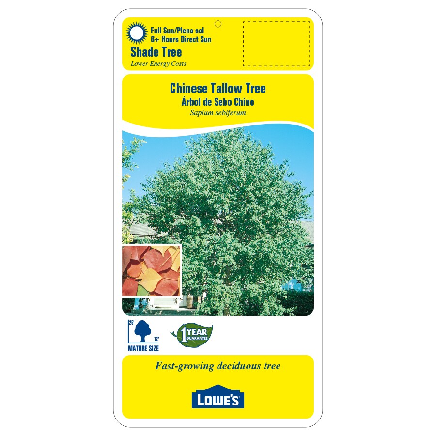 Lowe's NURSERY trees - View #2