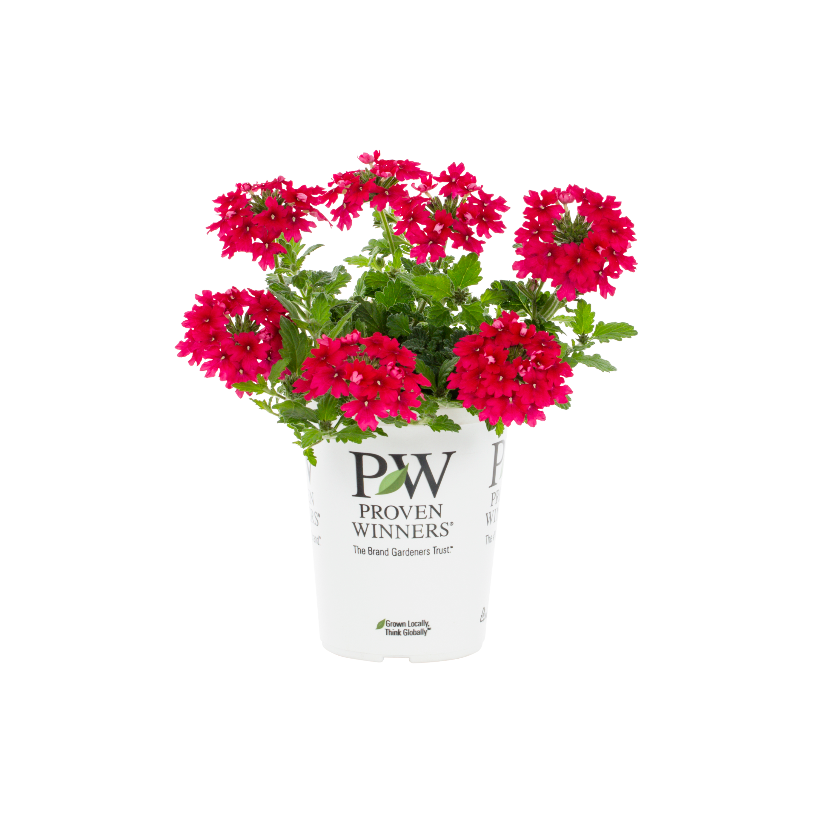 Proven Winners 4796 annuals - View #5