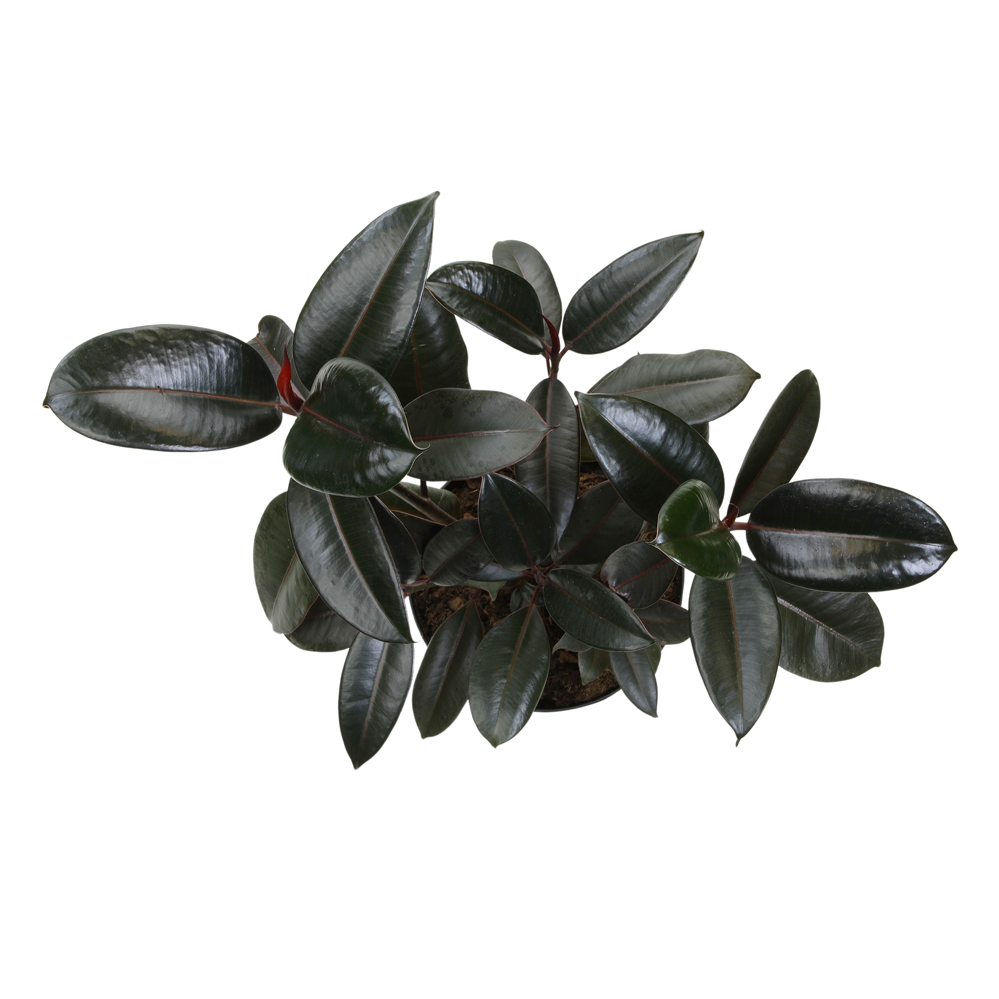 Altman Plants 0881607 hseplants - View #4