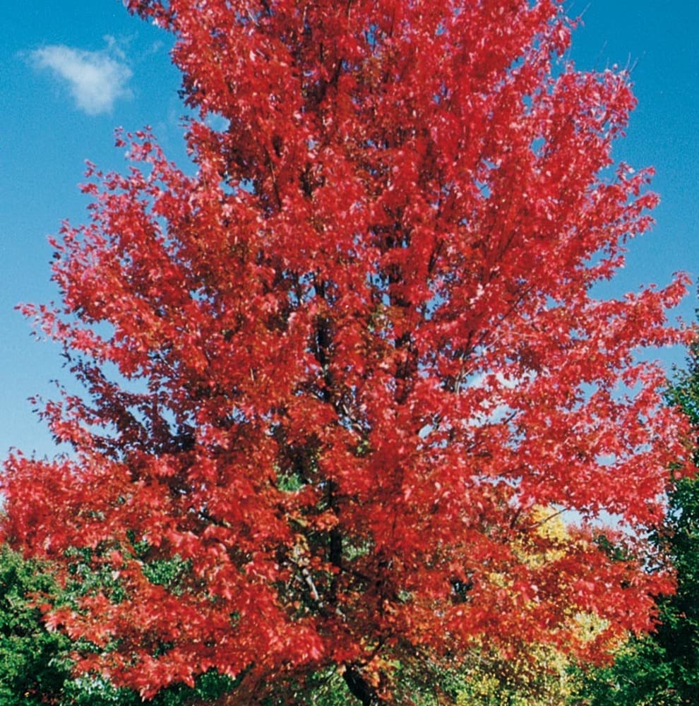 Red Metal Maple Leaf 31