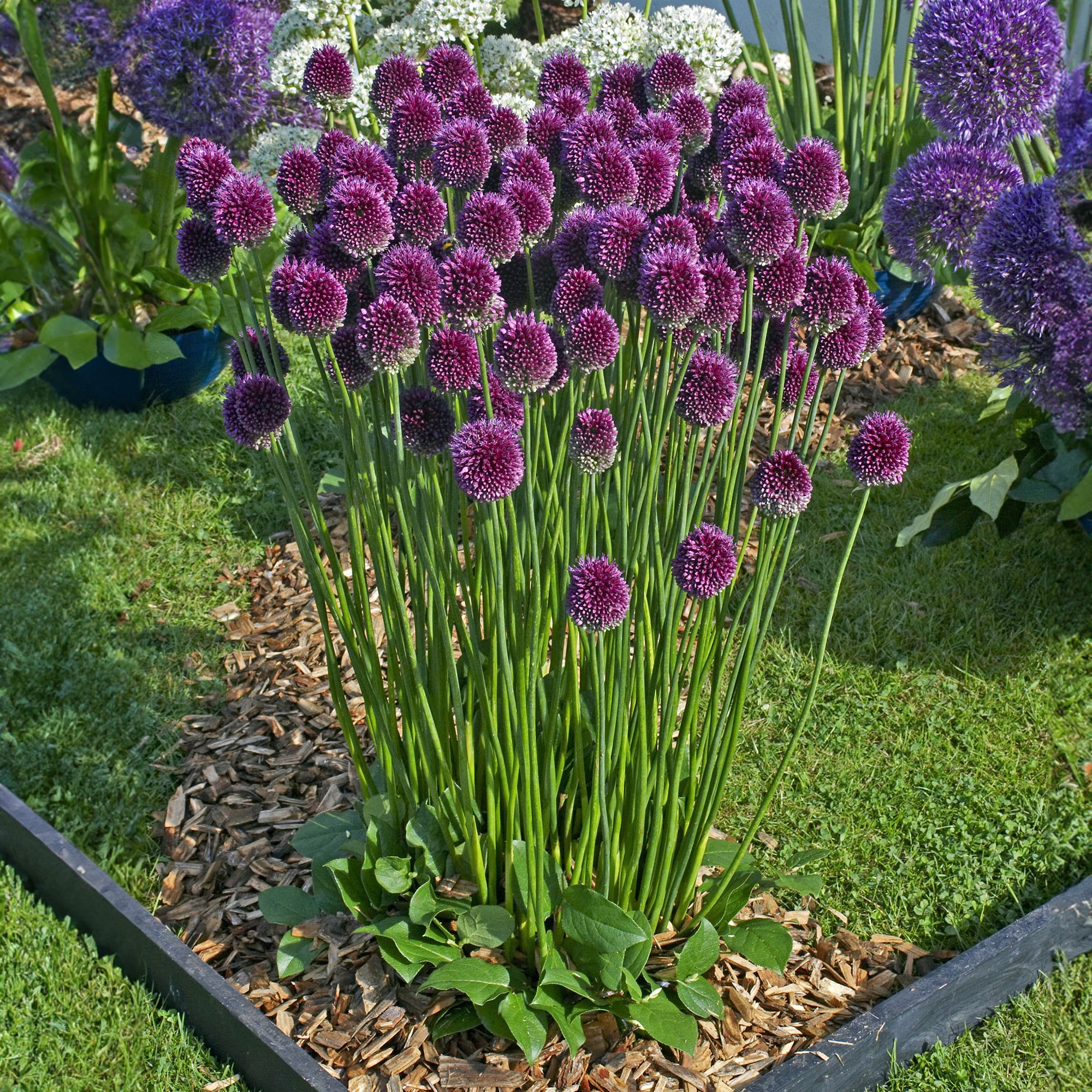 Garden State Bulb ECF-141-25-01 Plant-Bulbs - View #6