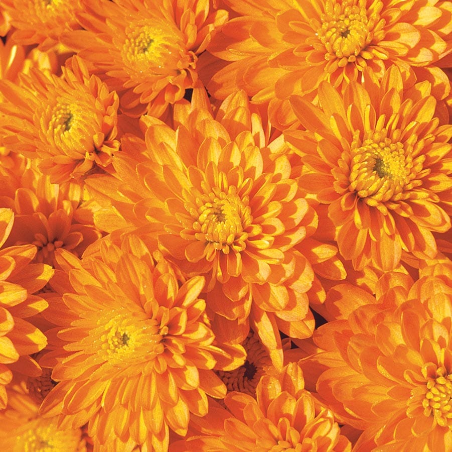 Lowe's 3936013 Orange Orange Mum in 1.75 Gallon(s) Planter