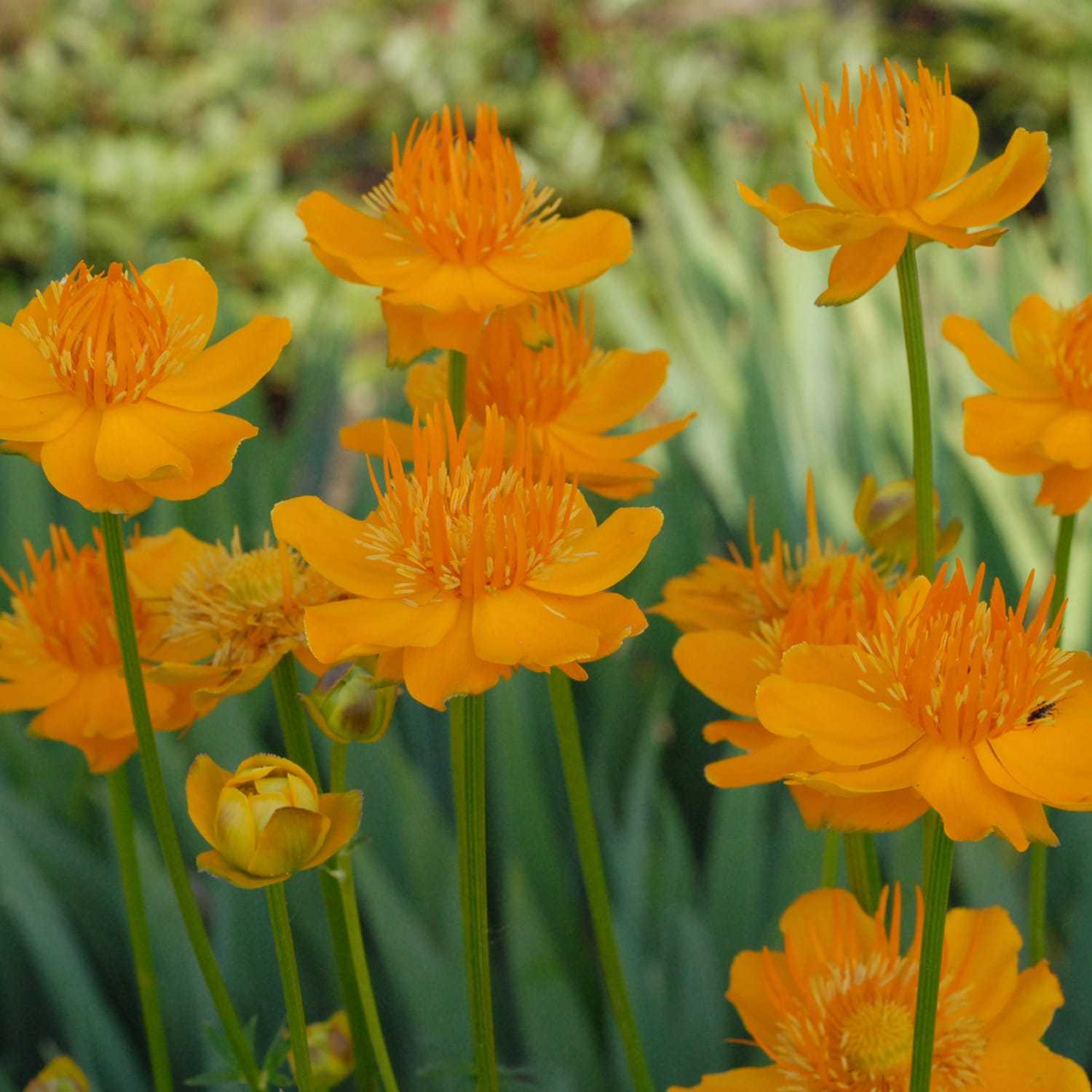 Spring Hill Nurseries 80453 perennials - View #2