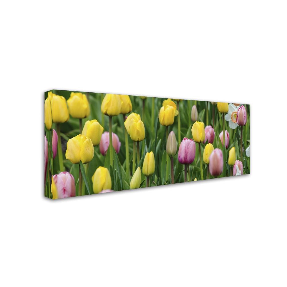 Trademark Fine Art KS01110-C1024GG Wall-Art - View #2
