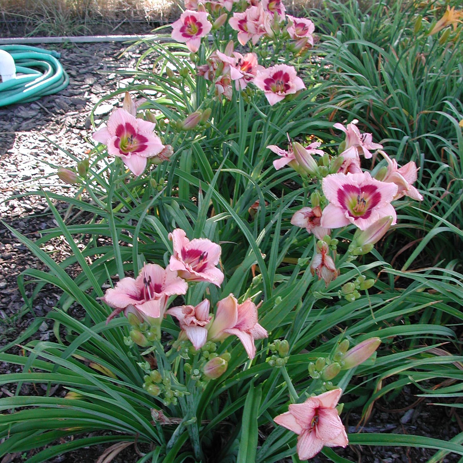Breck's 67063 perennials - View #3