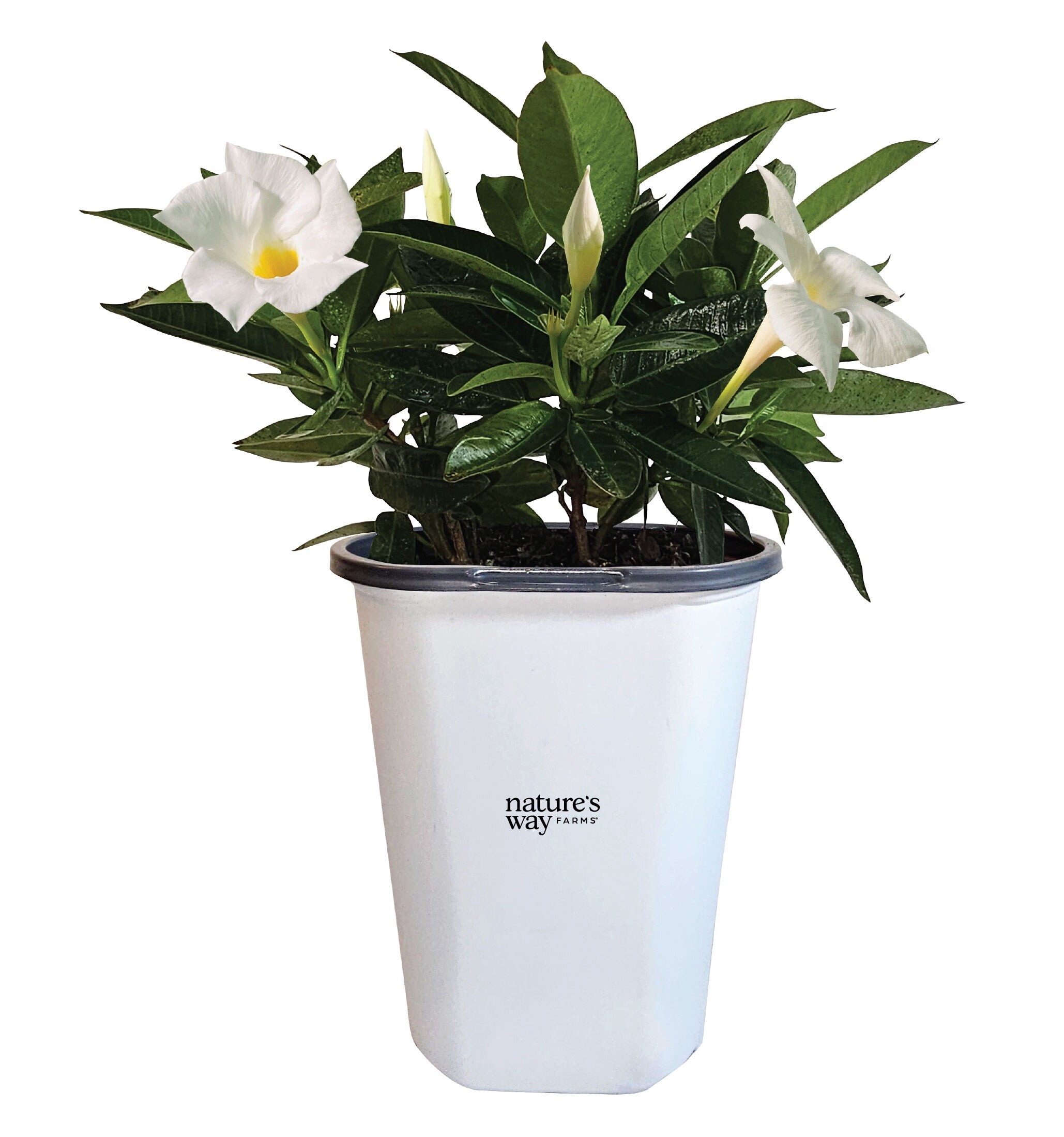 Nature's Way Farms 1.5 -Pint Mandevilla Flowering Shrub with White Blooms 1 -Pack