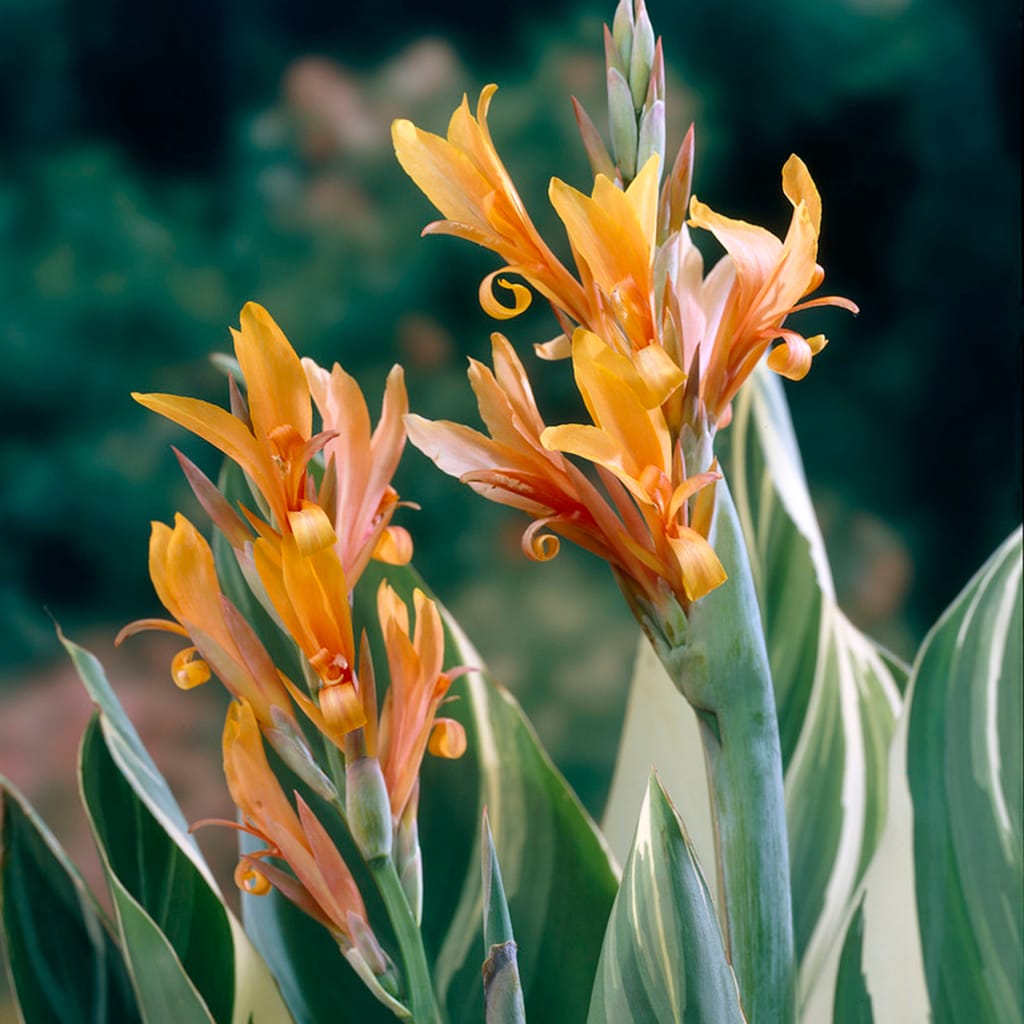 Van Zyverden 83453 Plant-Bulbs - View #4
