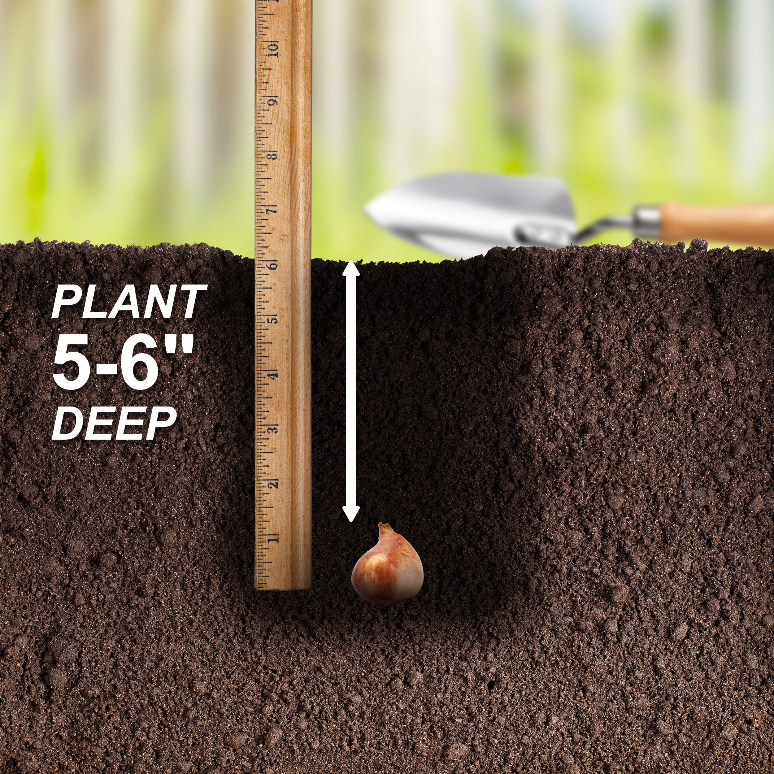 Garden State Bulb ECF-34-25-01 Plant-Bulbs - View #5