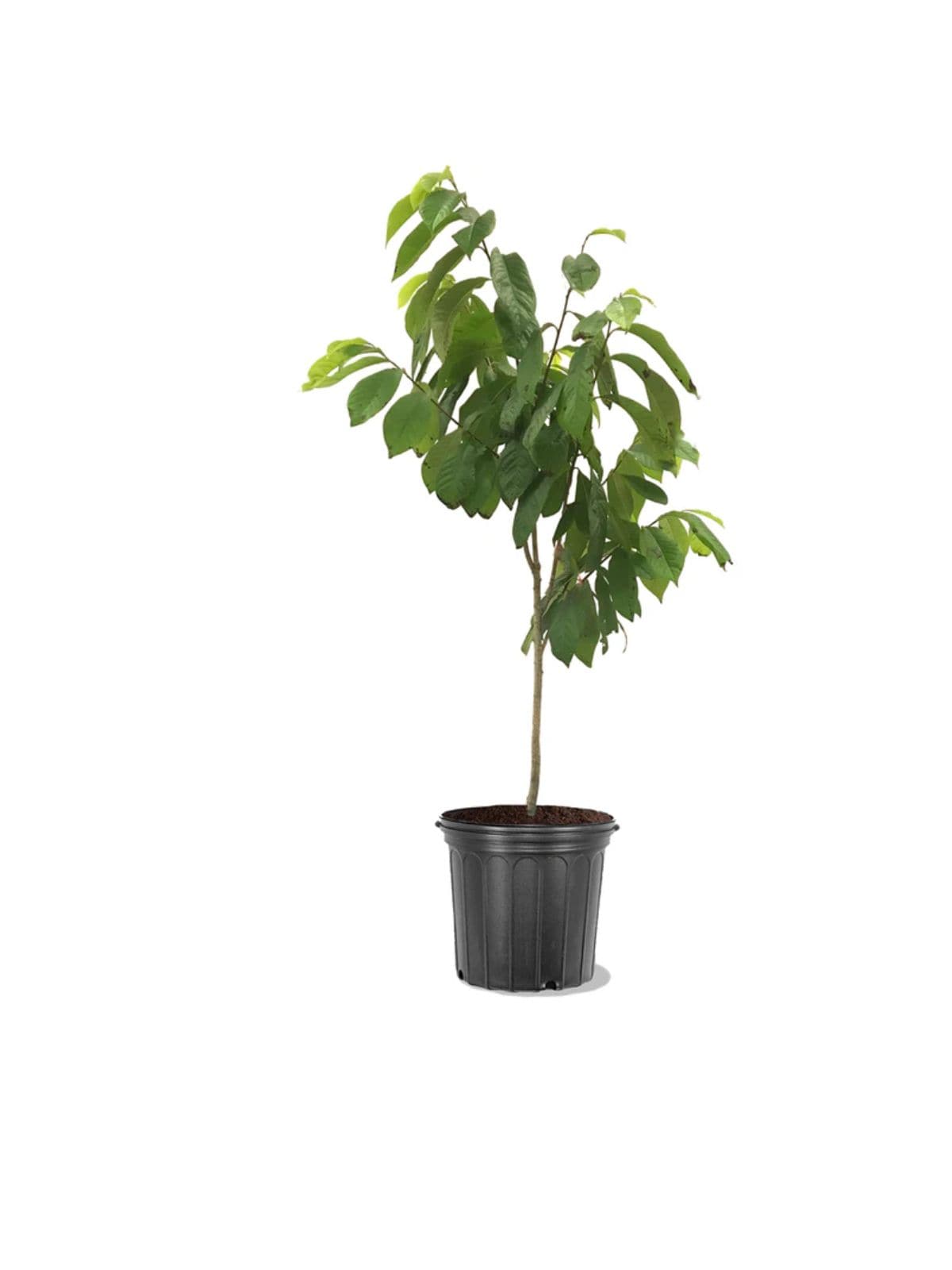 Southern Planters PAWPAW05G 5 -Gallon Pink Fruit Paw Seedling Paw In pot (with soil)
