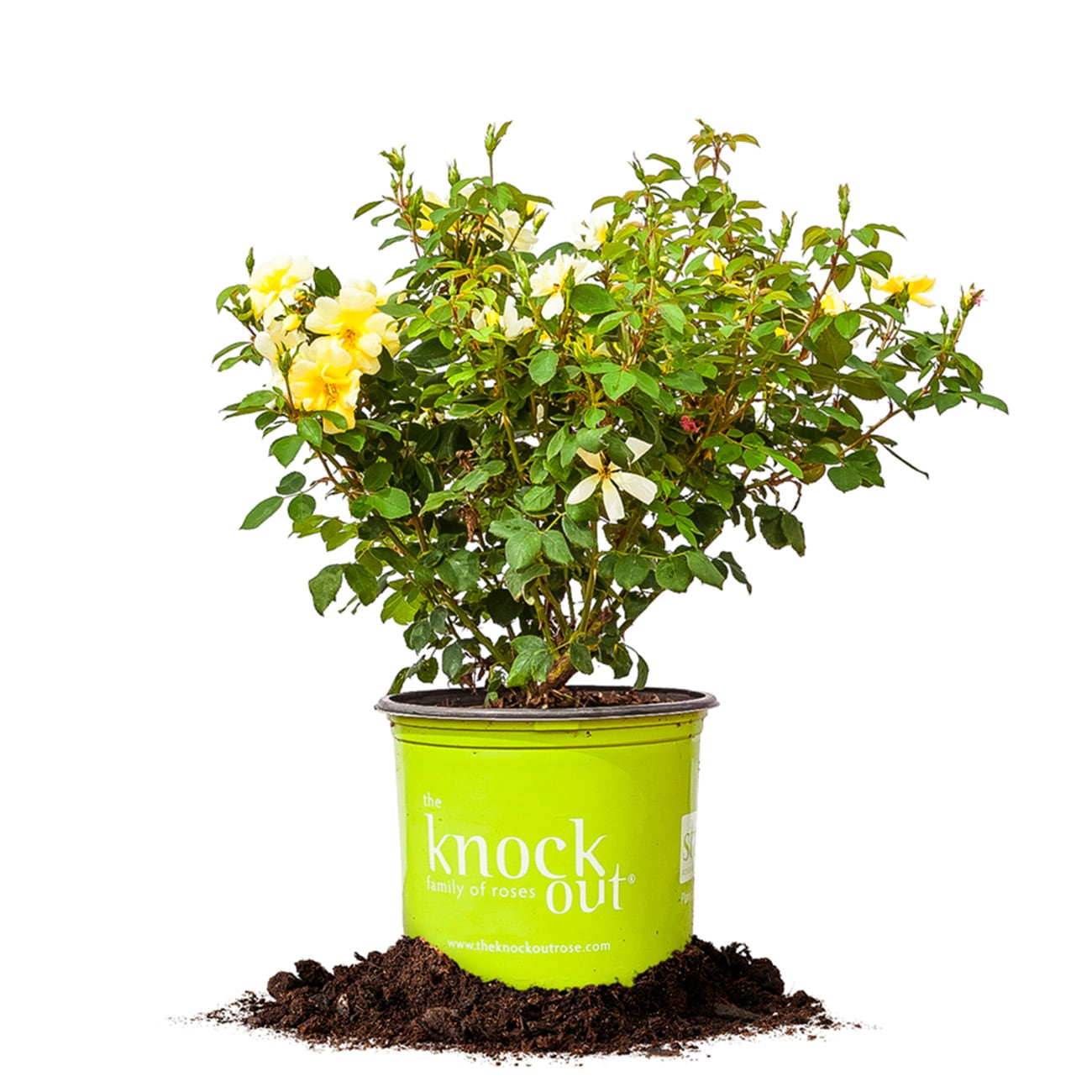 Perfect Plants LOSUNNYKOROSE1G Yellow Sunny KnockOut Rose 1 -Gallon Pot