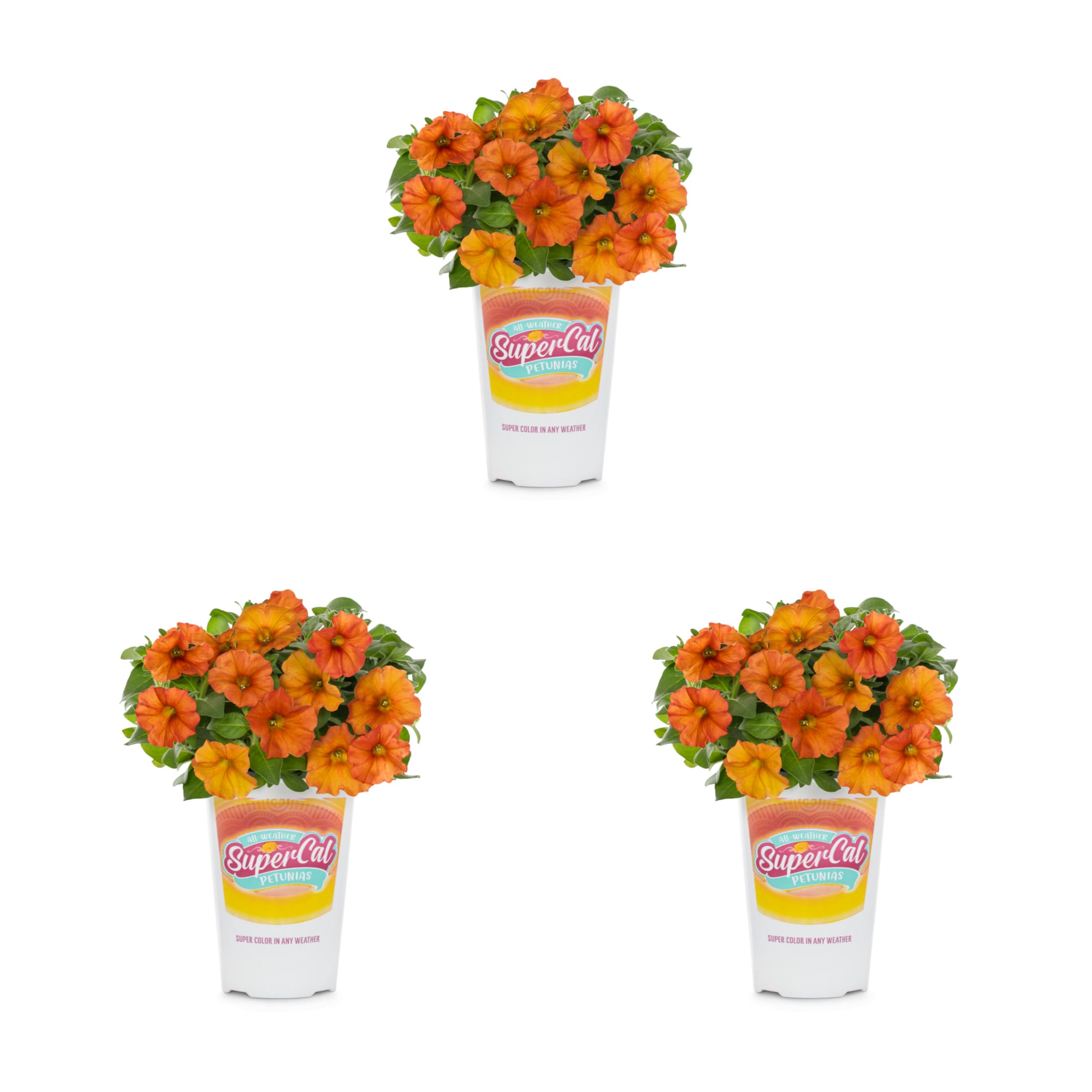 2 Quart(s) Orange Supercal 3 -Pack