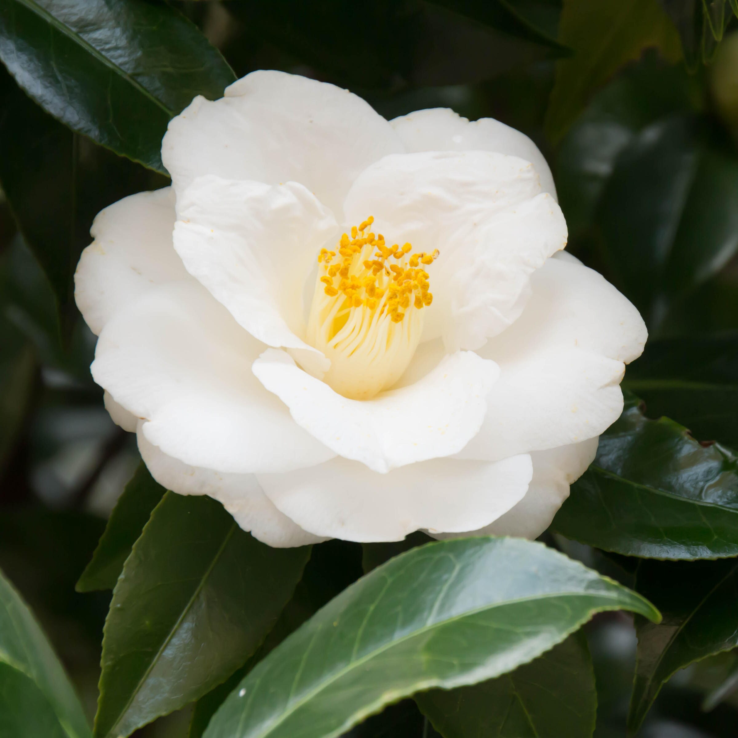National Plant Network White Mine No Yuki Camellia Flowering Shrub