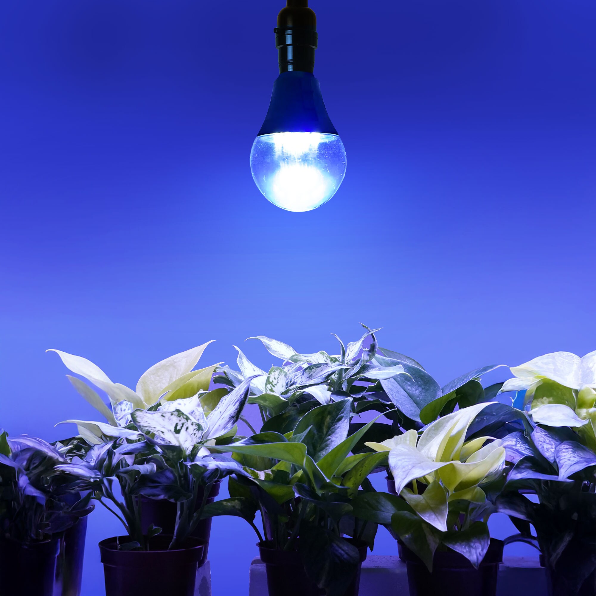 Utilitech Z-GR-A19-3S Grow-Lights - View #7