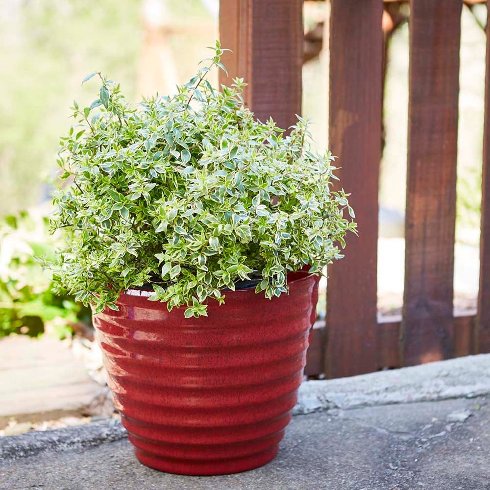 Southern Patio HDR-064749 Planter-Window-Box - View #8