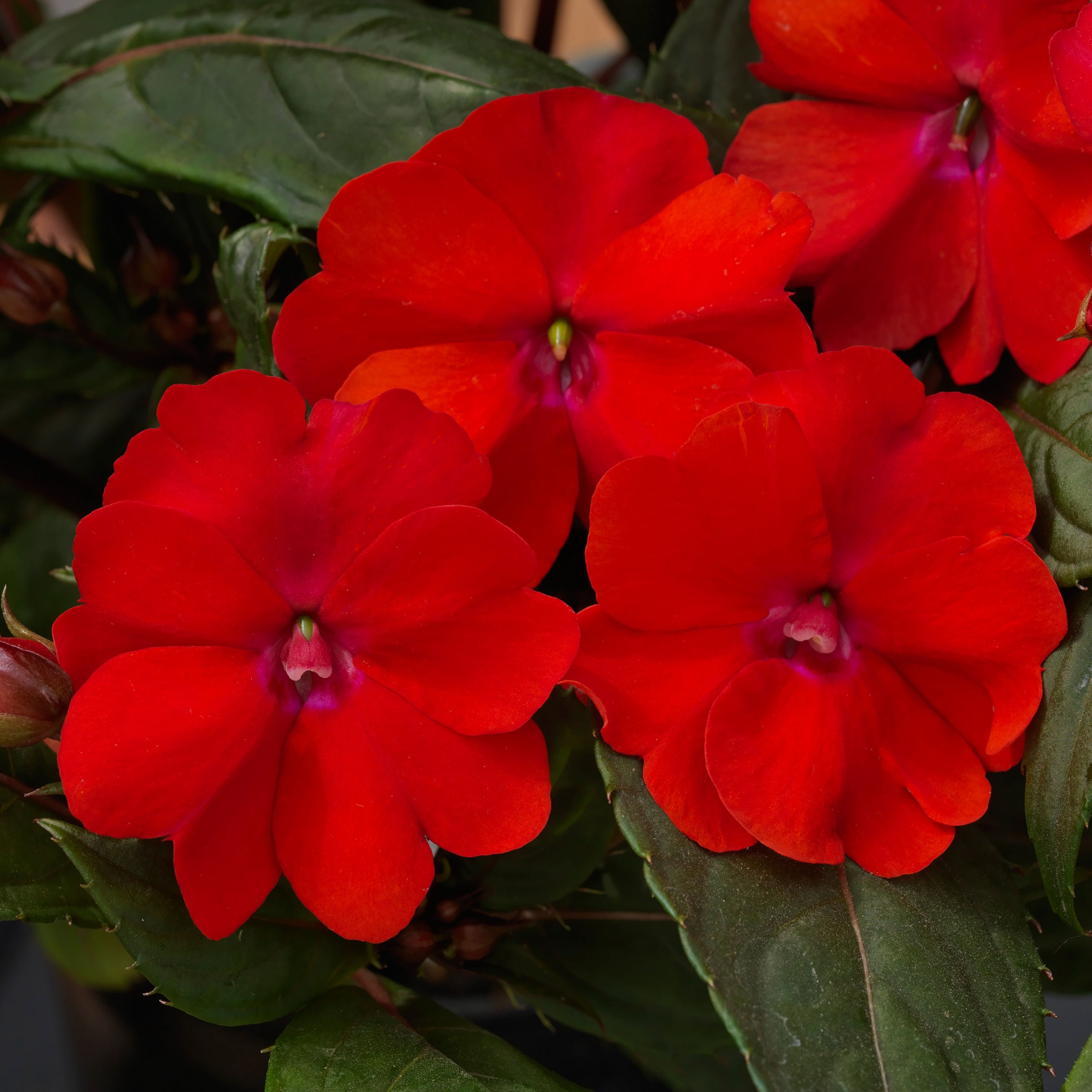 National Plant Network LW1172 annuals - View #2