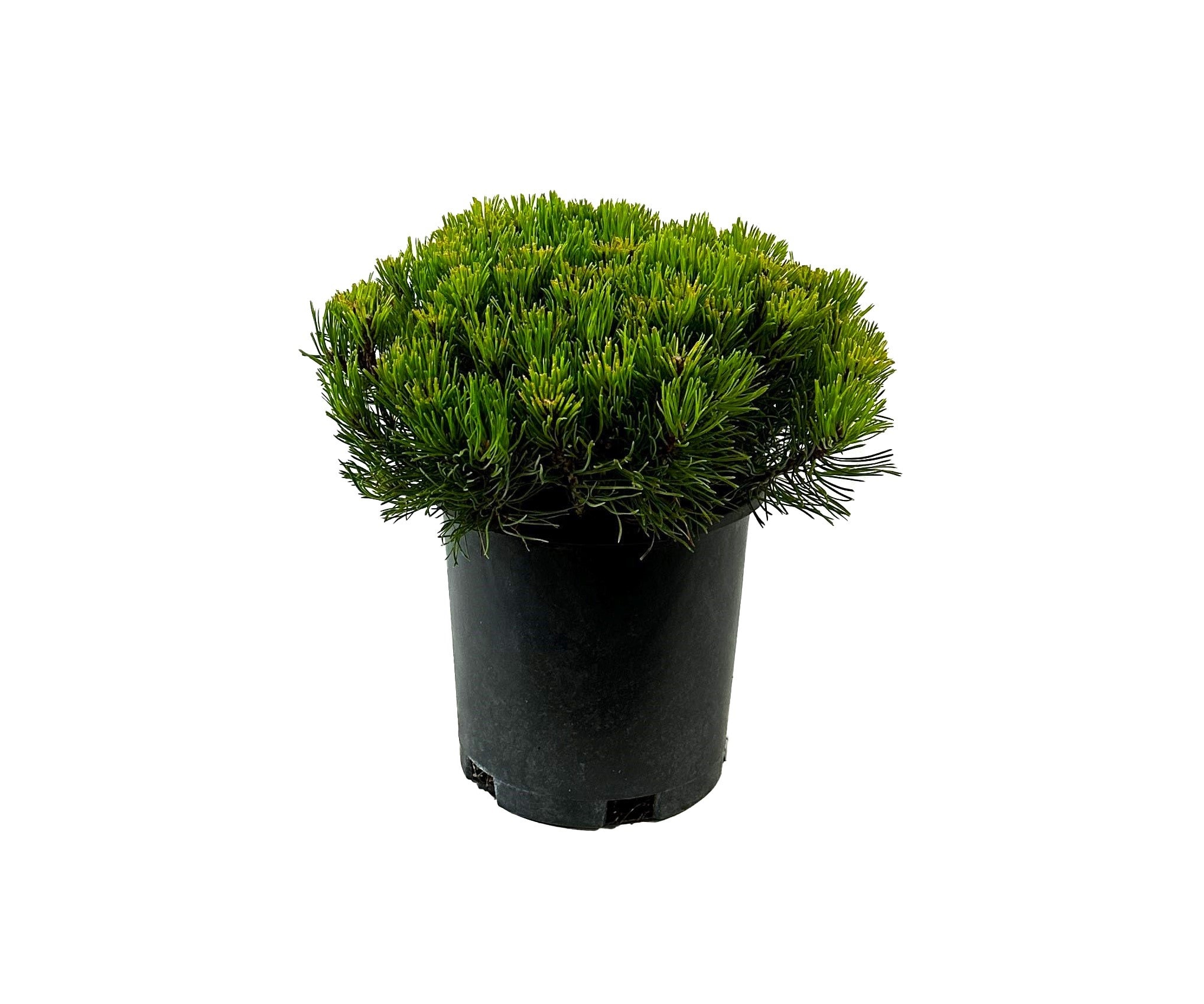 Dwarf Mugo Pine Feature Shrub in 2.5-Quart Pot in the Shrubs department ...