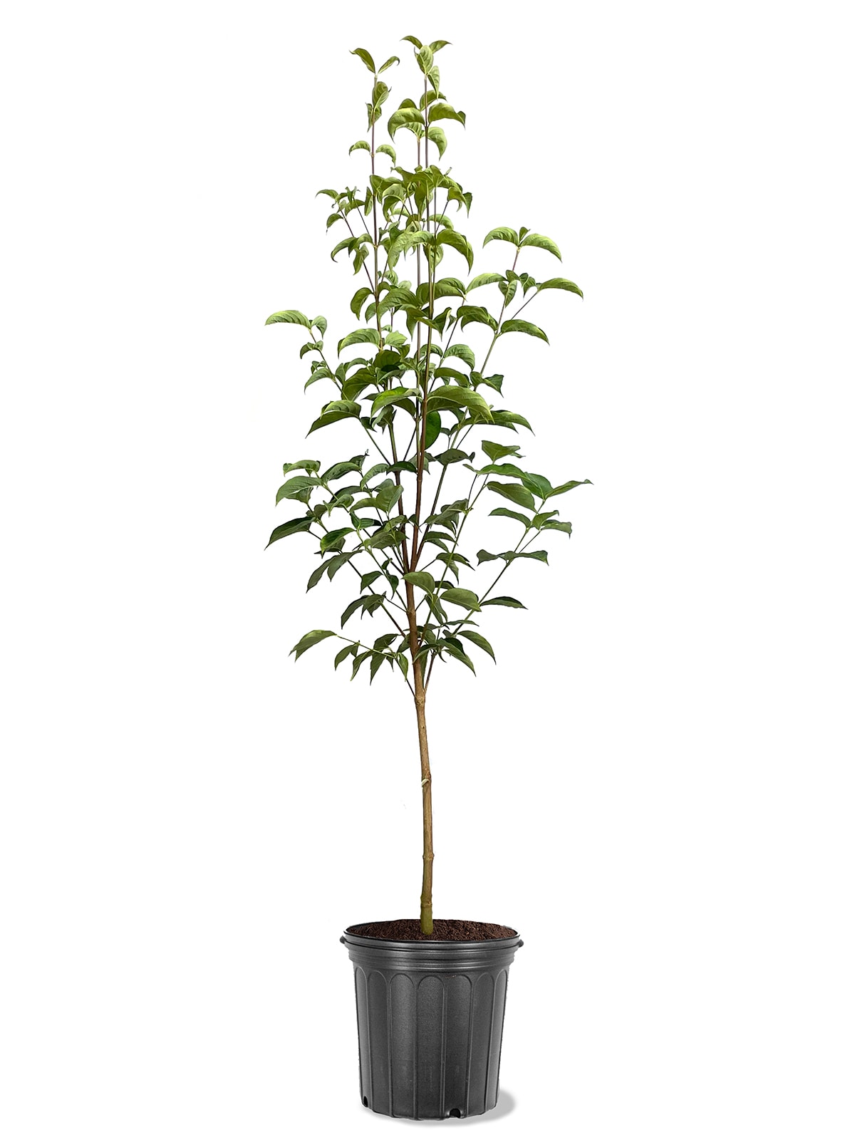 Southern Planters DOGAWH03G 3 -Gallon White Flowering Appalachian White Dogwood In pot (with soil)