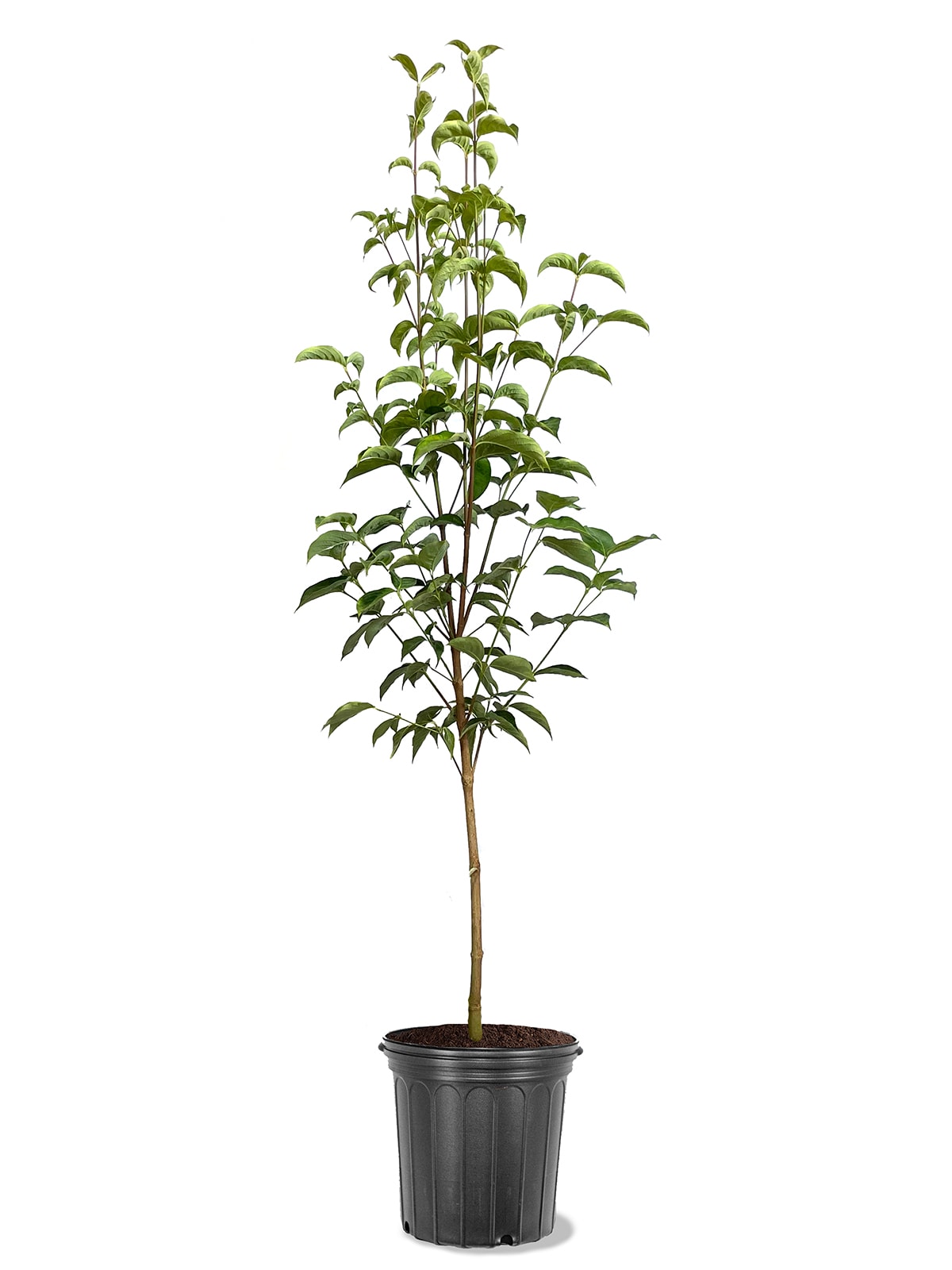 Lowe's 3.58-Gallon Pomegranate Tree (L7402) - Upright Deciduous Tree with  Showy Red Flowers - Full Sun - Medium Growth Rate in the Fruit Plants  department at